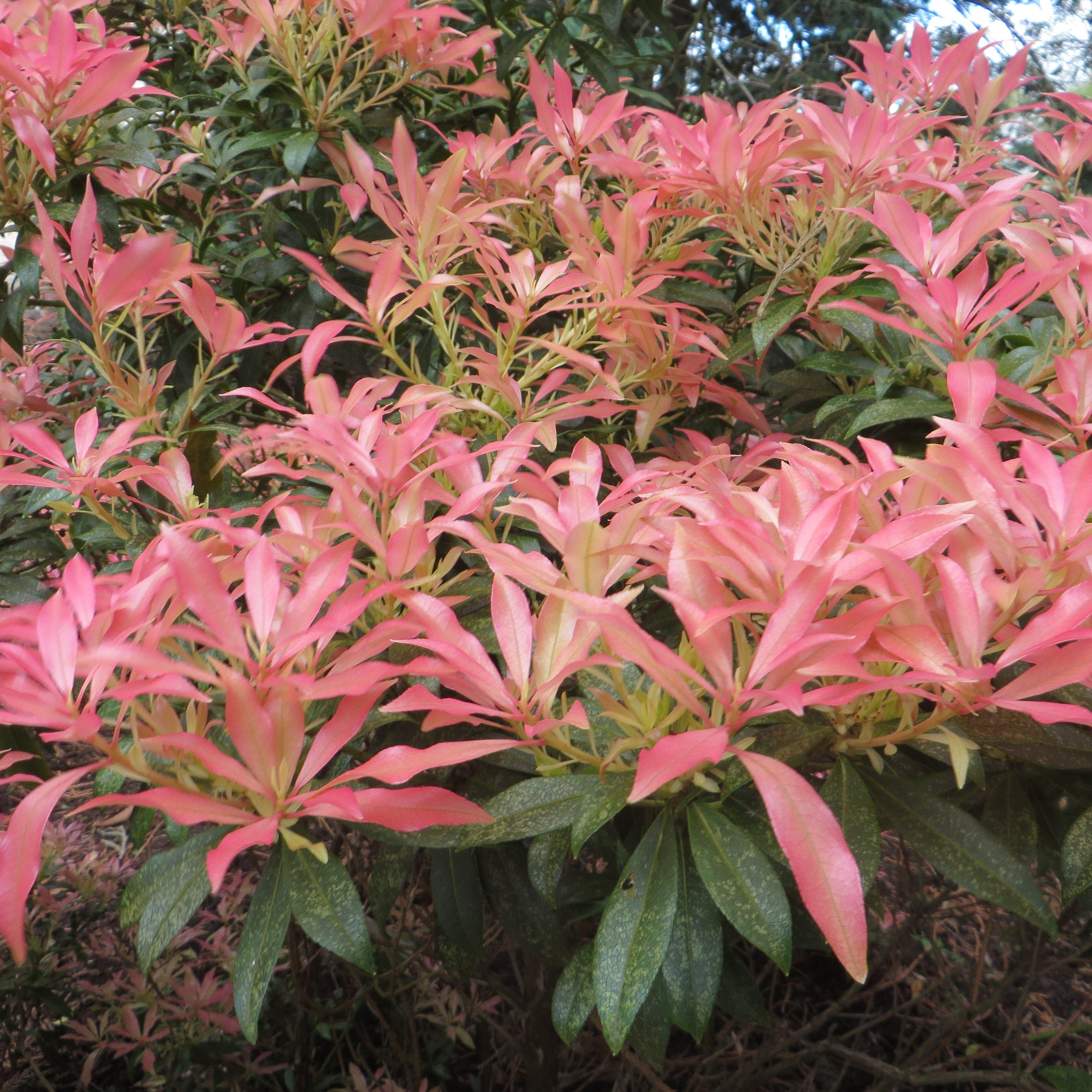 Multi - YouGarden - Pieris Collection (3 x 9cm) - 2