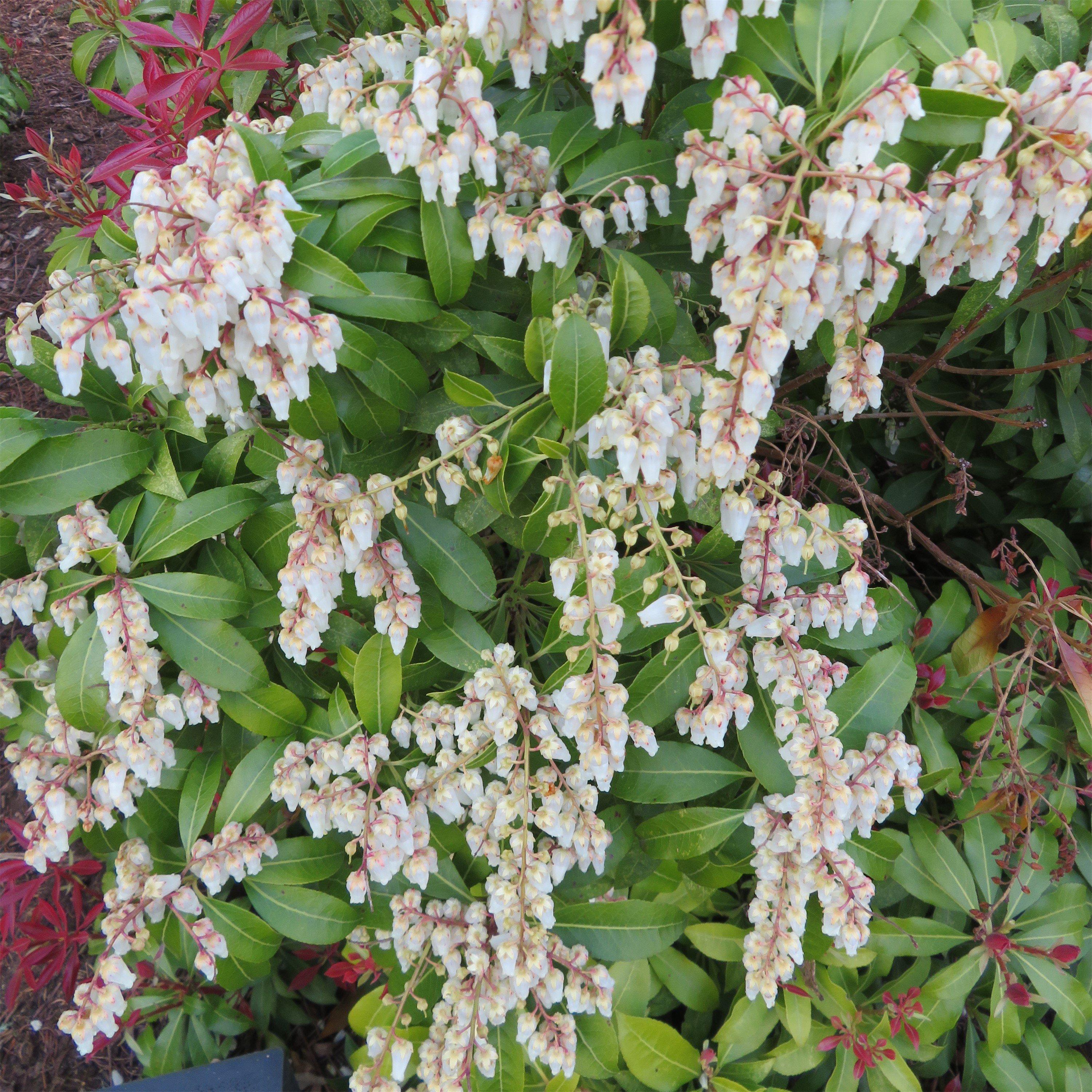 Multi - YouGarden - Pieris Collection (3 x 9cm) - 4