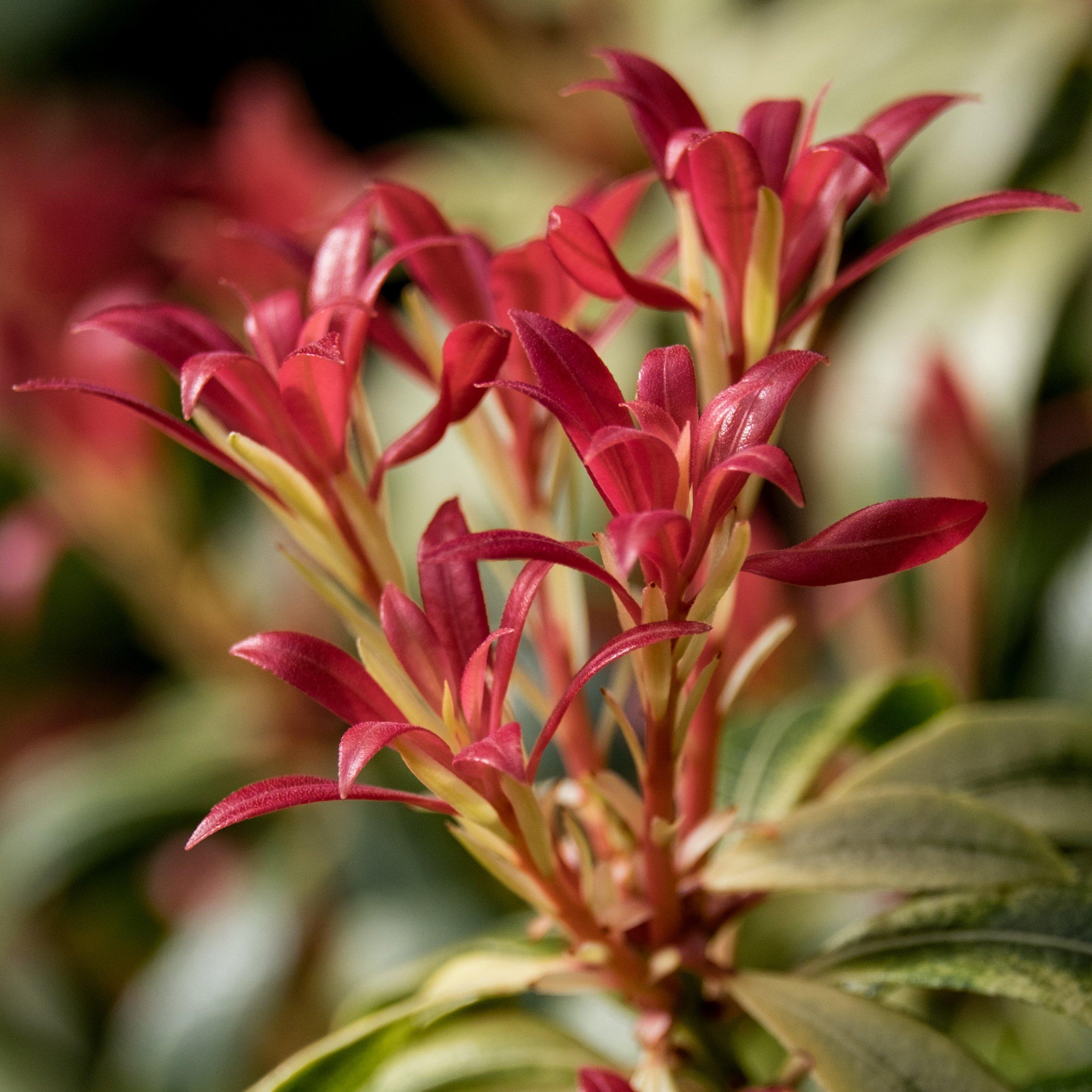 Multi - YouGarden - Pieris Collection (3 x 9cm) - 5