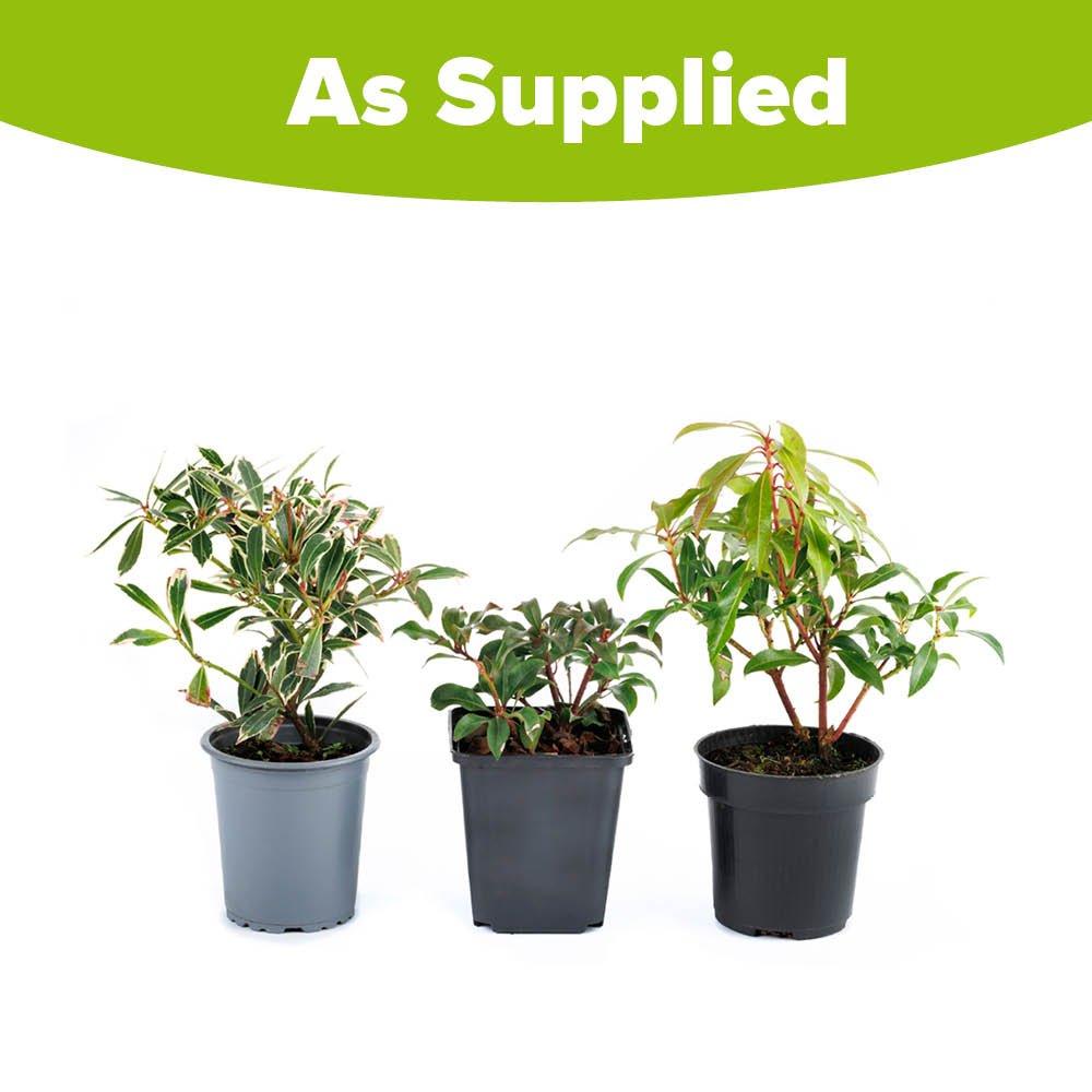 Multi - YouGarden - Pieris Collection (3 x 9cm) - 6