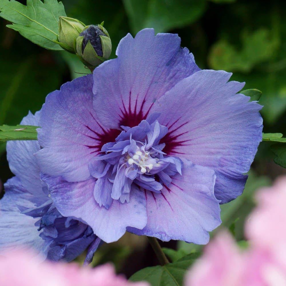 Yougarden  Hibiscus Chiffon Collection (3 X 9Cm) -  - 3x9cm Pots