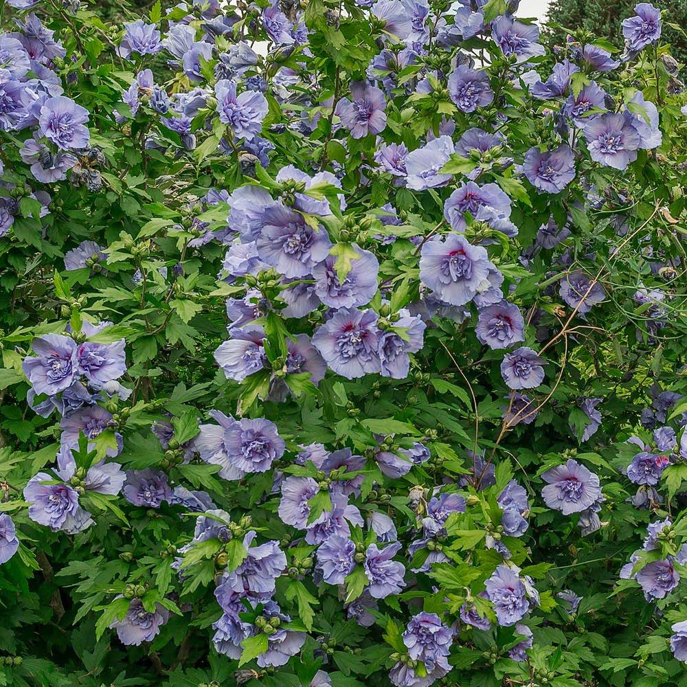 Multi - YouGarden - Hibiscus Chiffon collection (3 x 9cm) - 2