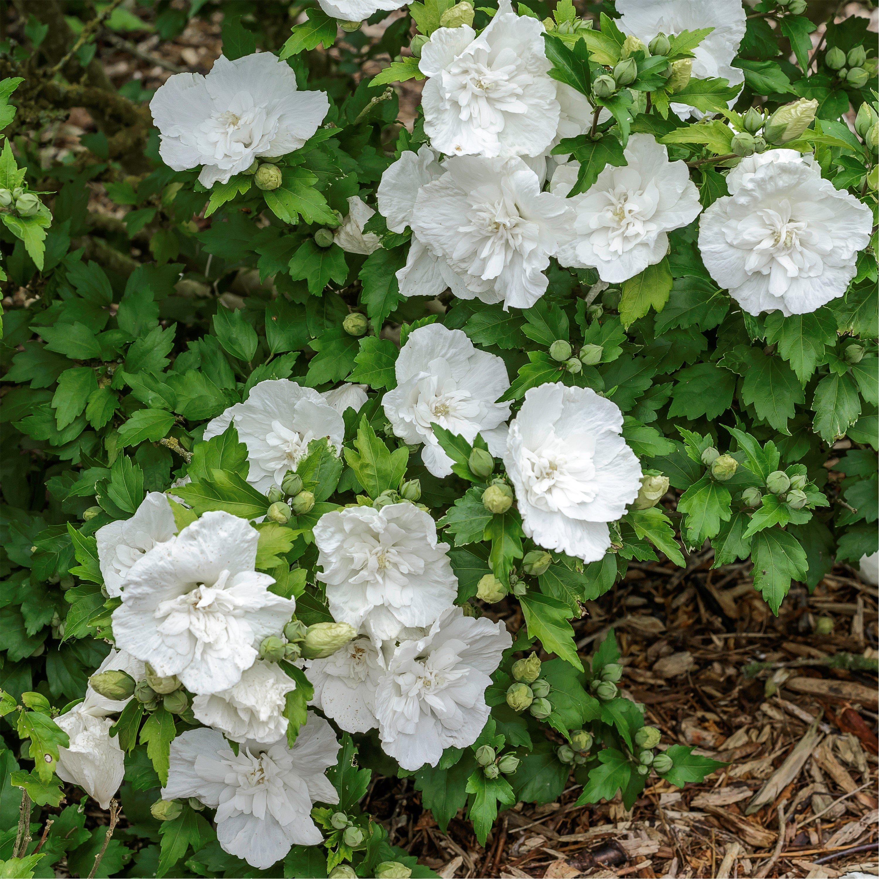 Multi - YouGarden - Hibiscus Chiffon collection (3 x 9cm) - 6