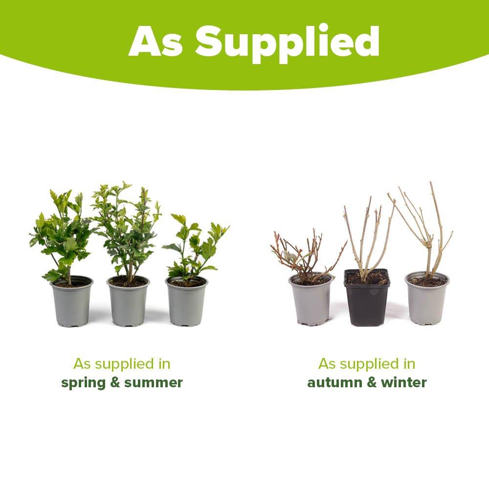 Multi - YouGarden - Hibiscus Chiffon collection (3 x 9cm) - 7