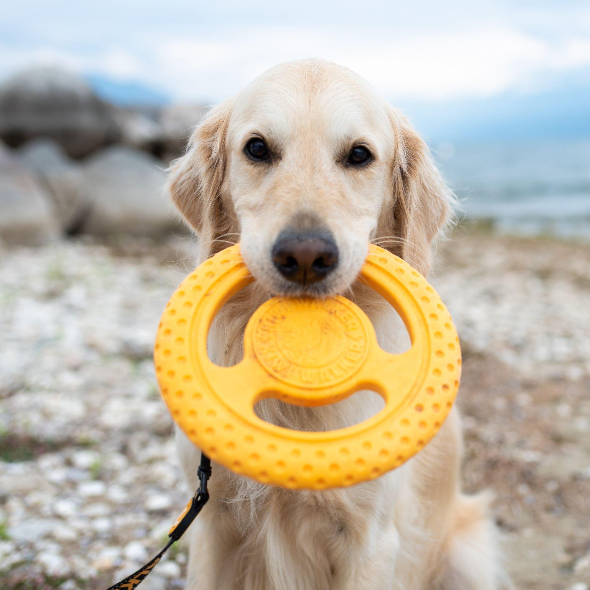 Orange - Kiwi Walker - Lets Play Orange Frisbee - 2