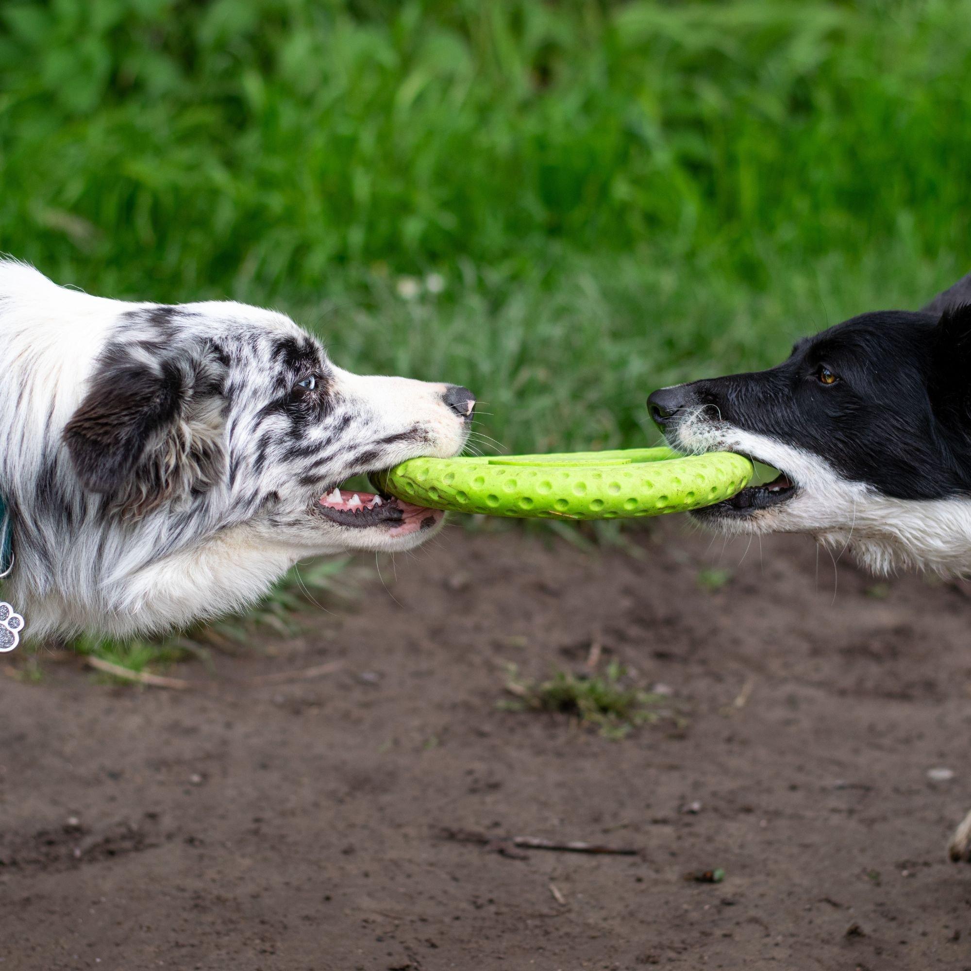 Orange - Kiwi Walker - Lets Play Orange Frisbee - 3