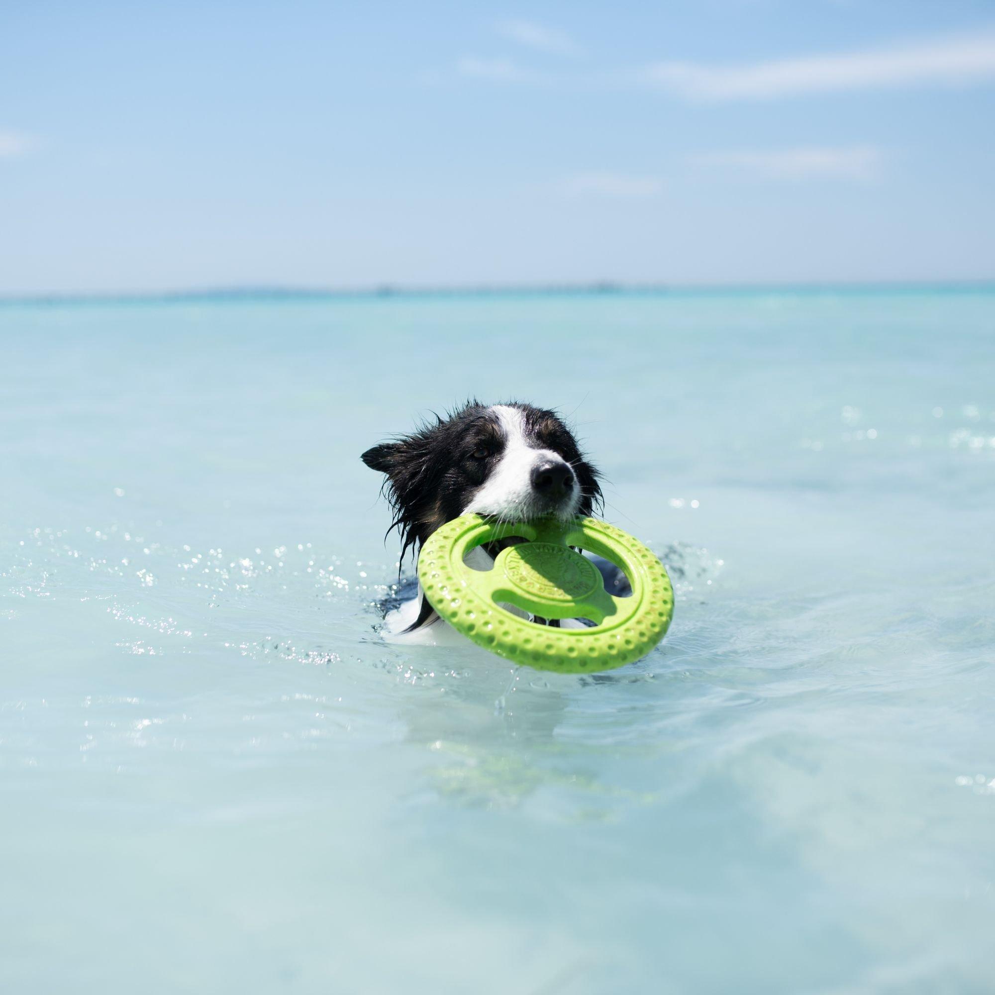 Orange - Kiwi Walker - Lets Play Orange Frisbee - 4