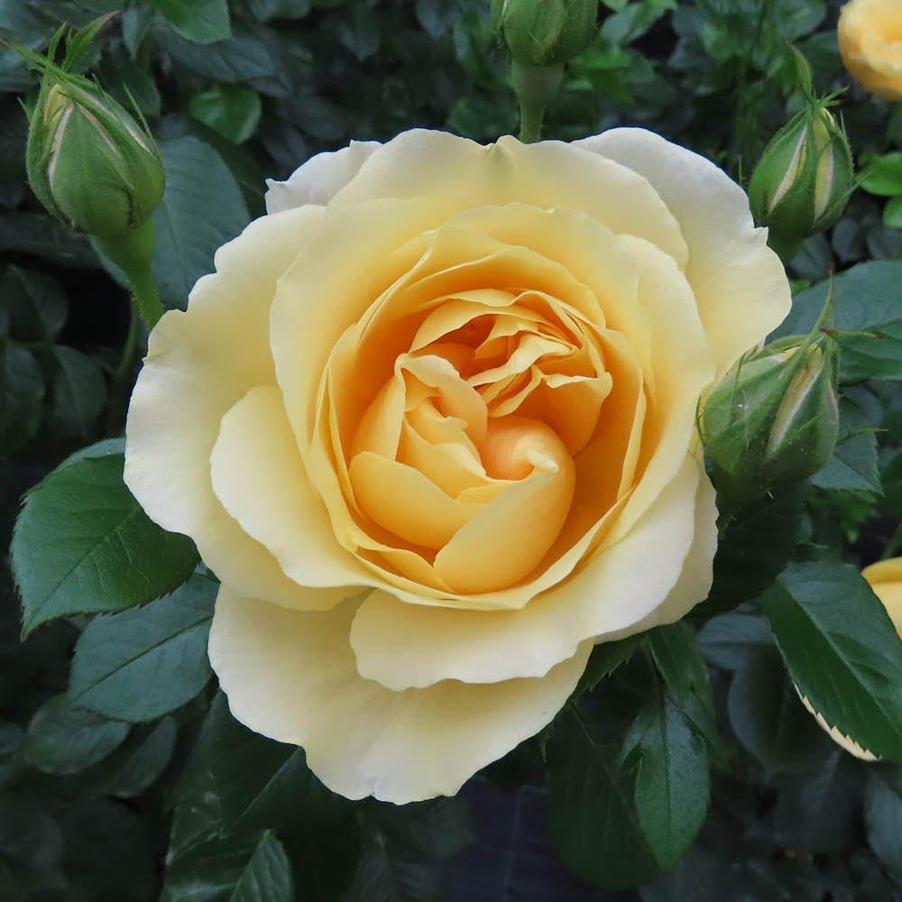 Yellow - YouGarden - Rose Golden 50th Wedding Anniversary (4L Pot) - 1