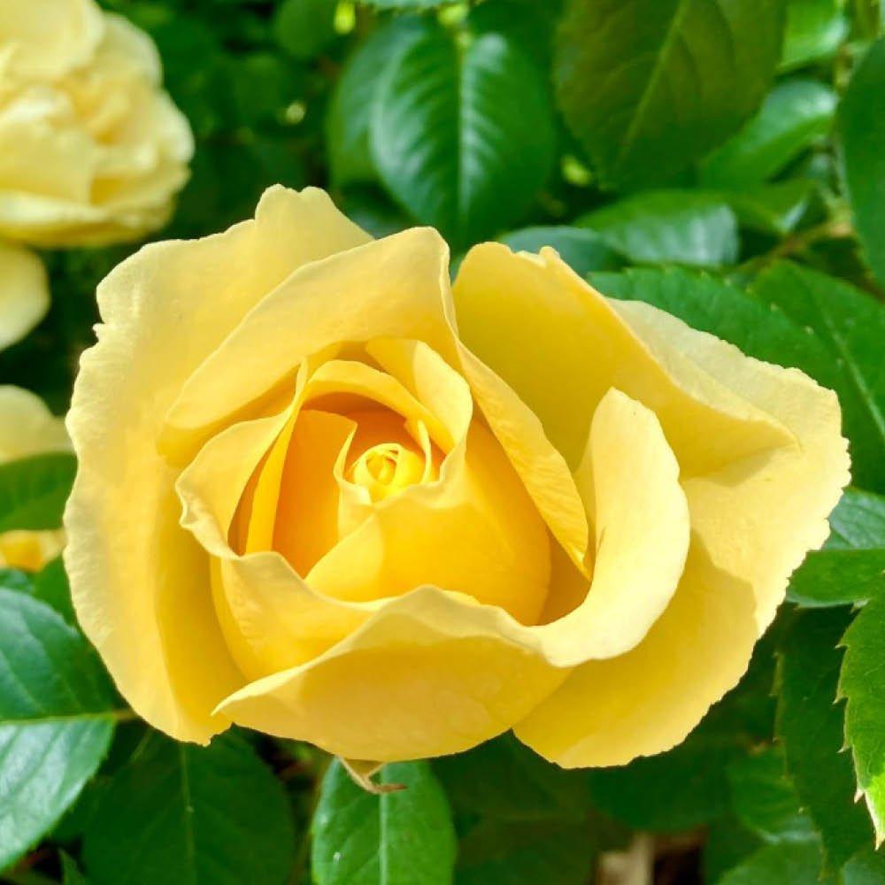 Yellow - YouGarden - Rose Golden 50th Wedding Anniversary (4L Pot) - 2