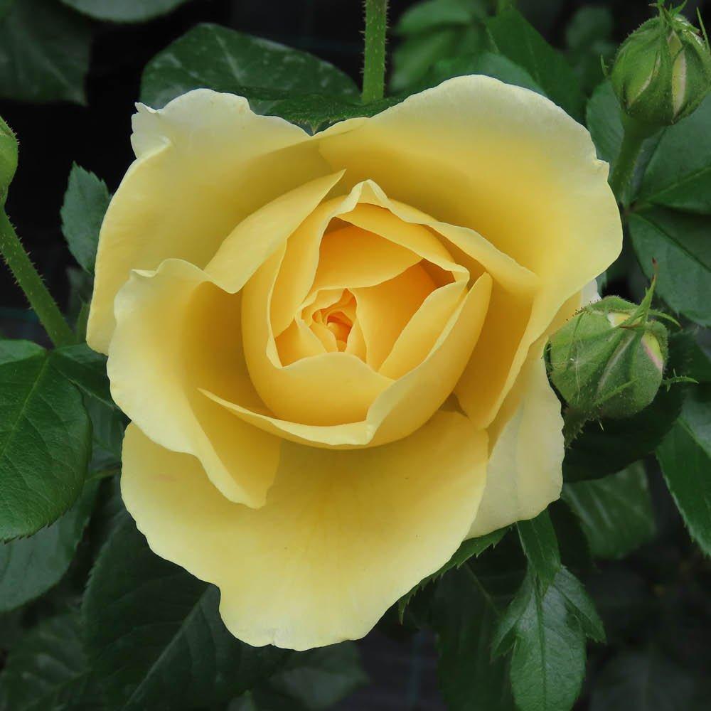 Yellow - YouGarden - Rose Golden 50th Wedding Anniversary (4L Pot) - 3