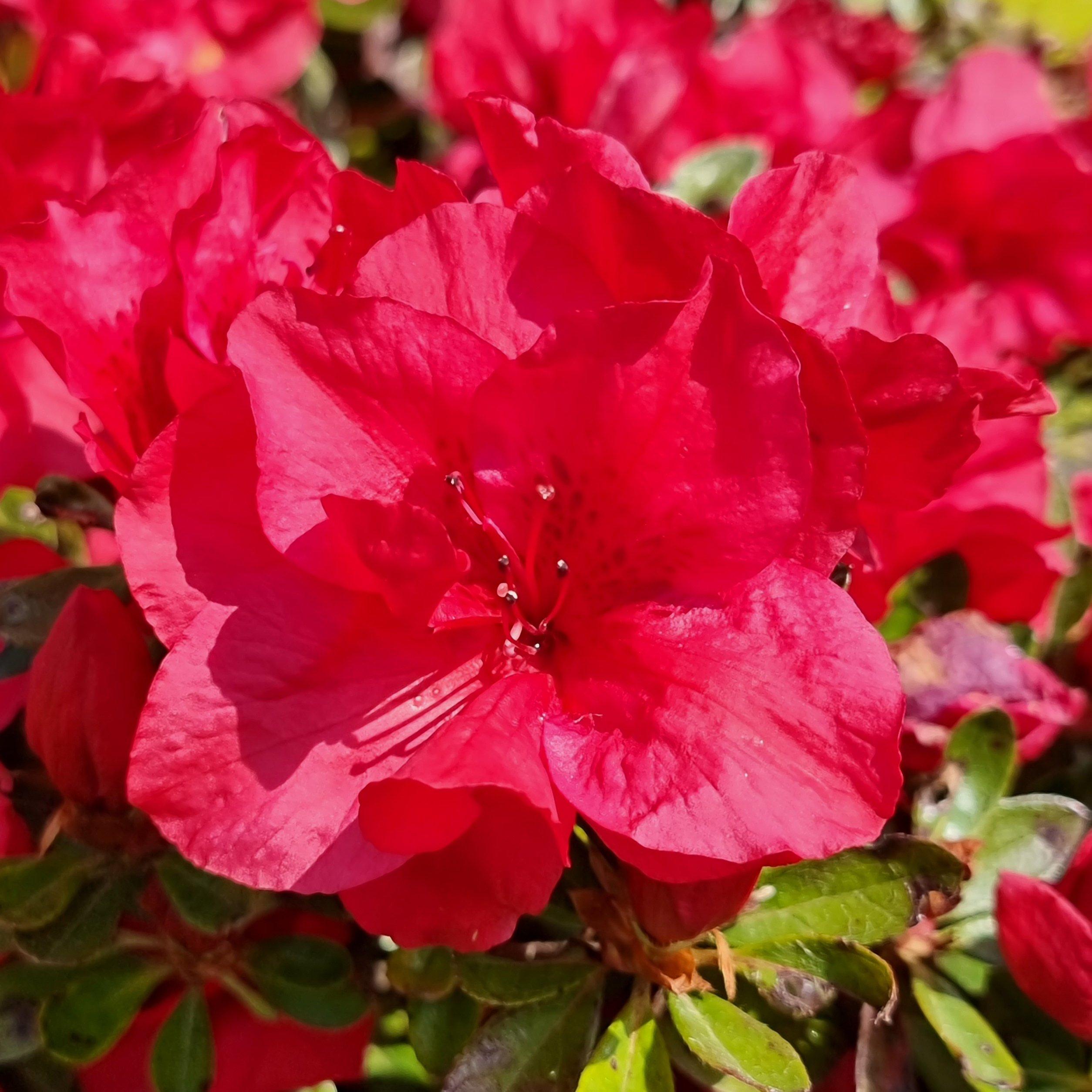 Yougarden  Azalea Encore Collection (3 X 8Cm) -  - 3x8cm Pots