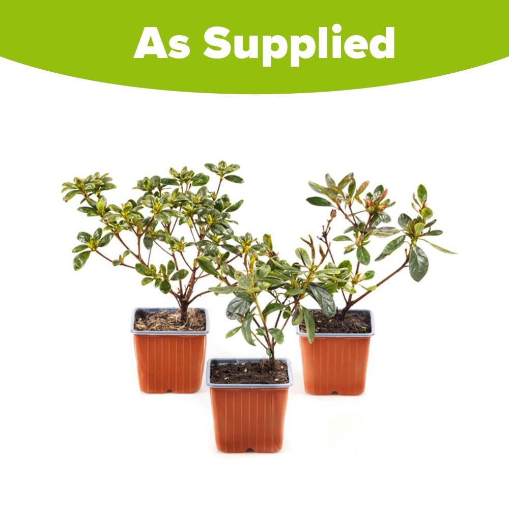 Multi - YouGarden - Azalea Encore Collection (3 x 8cm) - 4