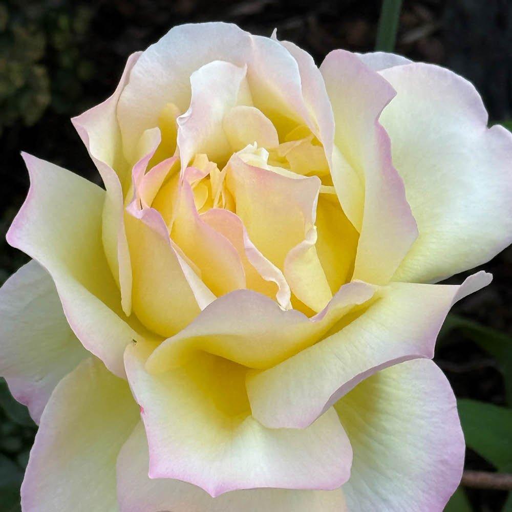 Yougarden  Rose Peace (4L Pot) -  - 4L Pot