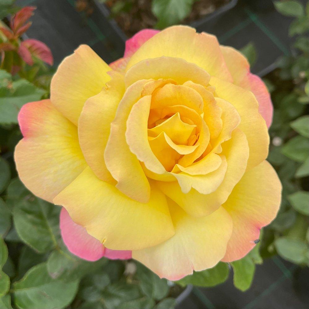 Multi - YouGarden - Rose Peace (4L Pot) - 2