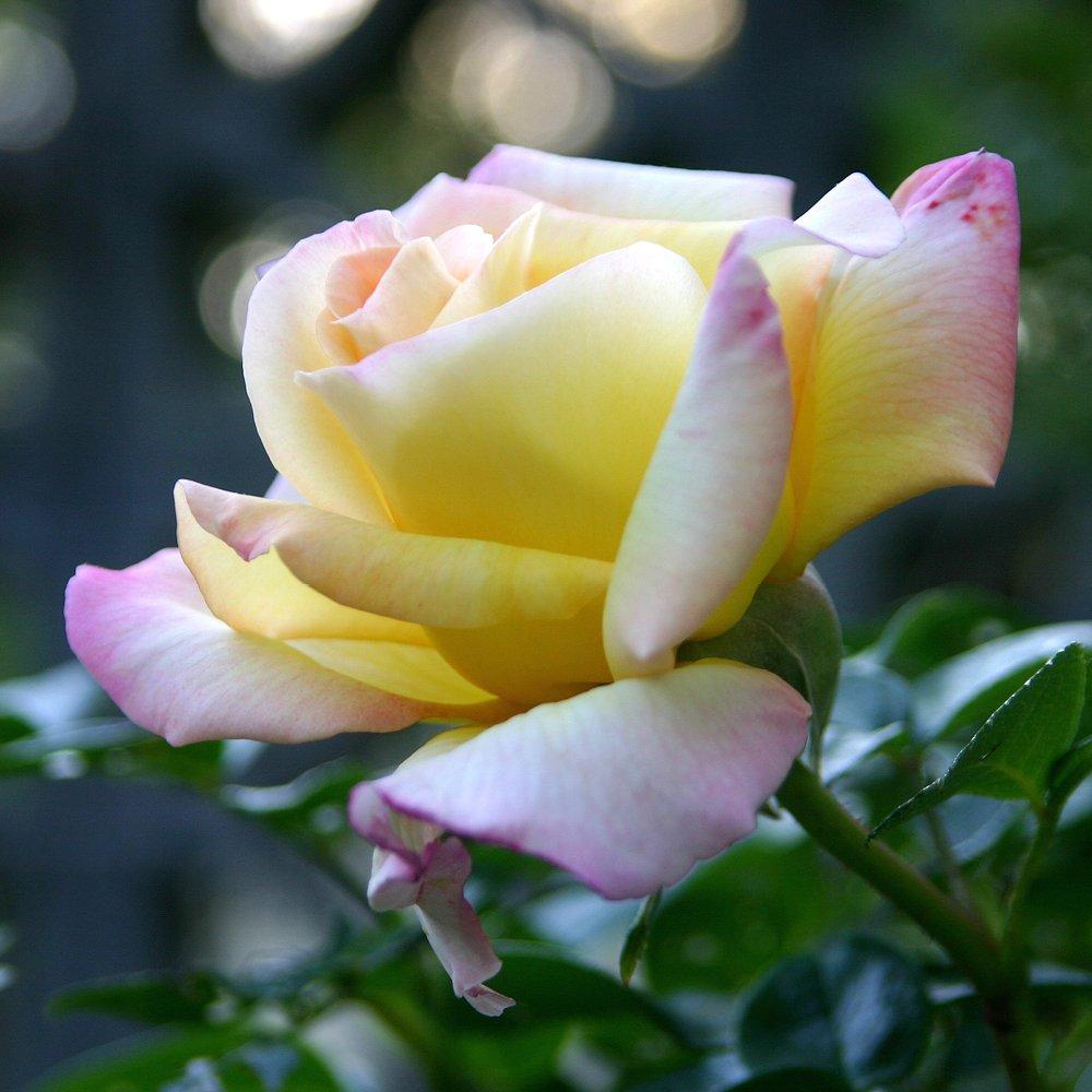 Multi - YouGarden - Rose Peace (4L Pot) - 3