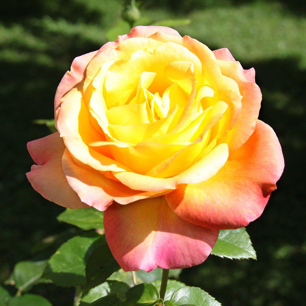 Multi - YouGarden - Rose Peace (4L Pot) - 4