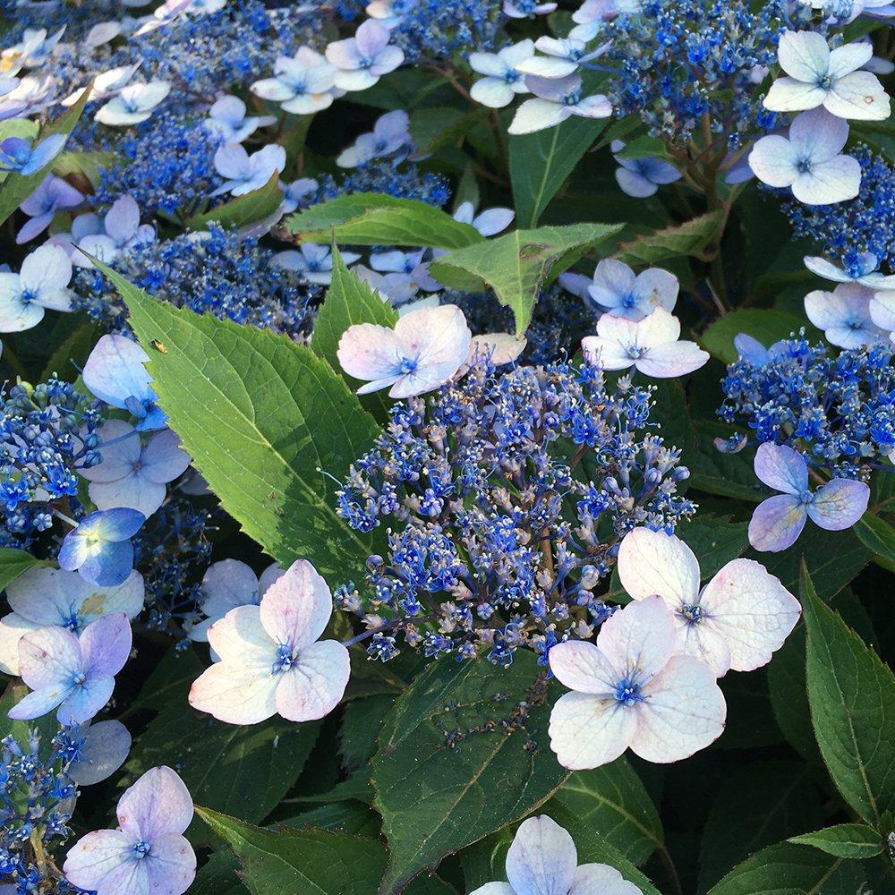 Multi - YouGarden - Hydrangea serrata Magic Pillow (3 x 9cm) - 1