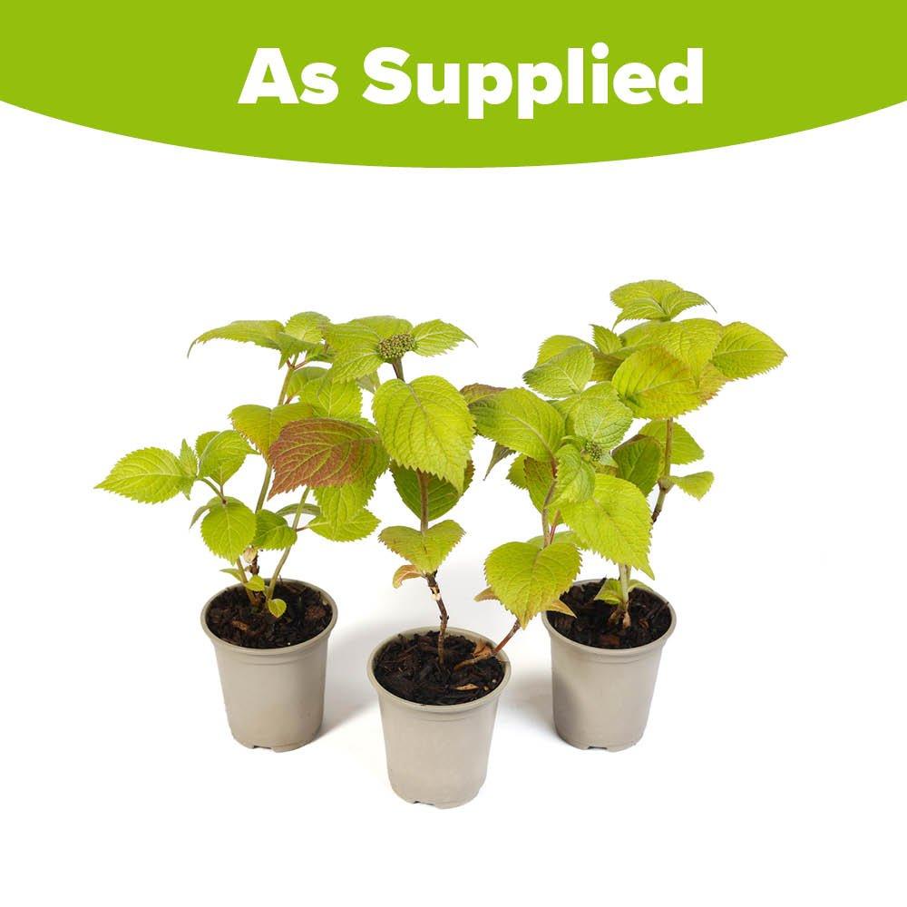 Multi - YouGarden - Hydrangea serrata Magic Pillow (3 x 9cm) - 2