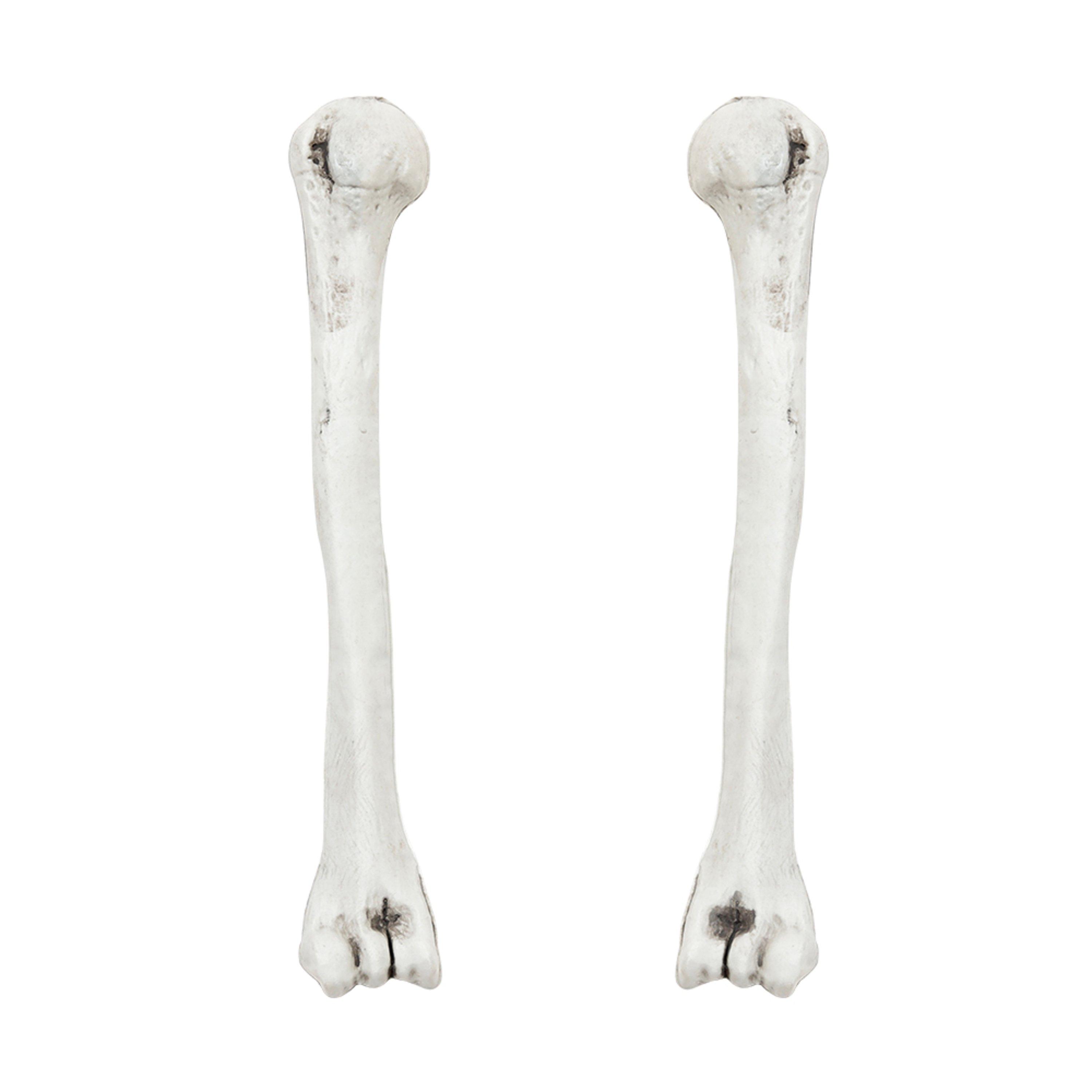 White - LIFE IDEAS - Realistic Skull and Bone Skeleton Decoration Kit - 7
