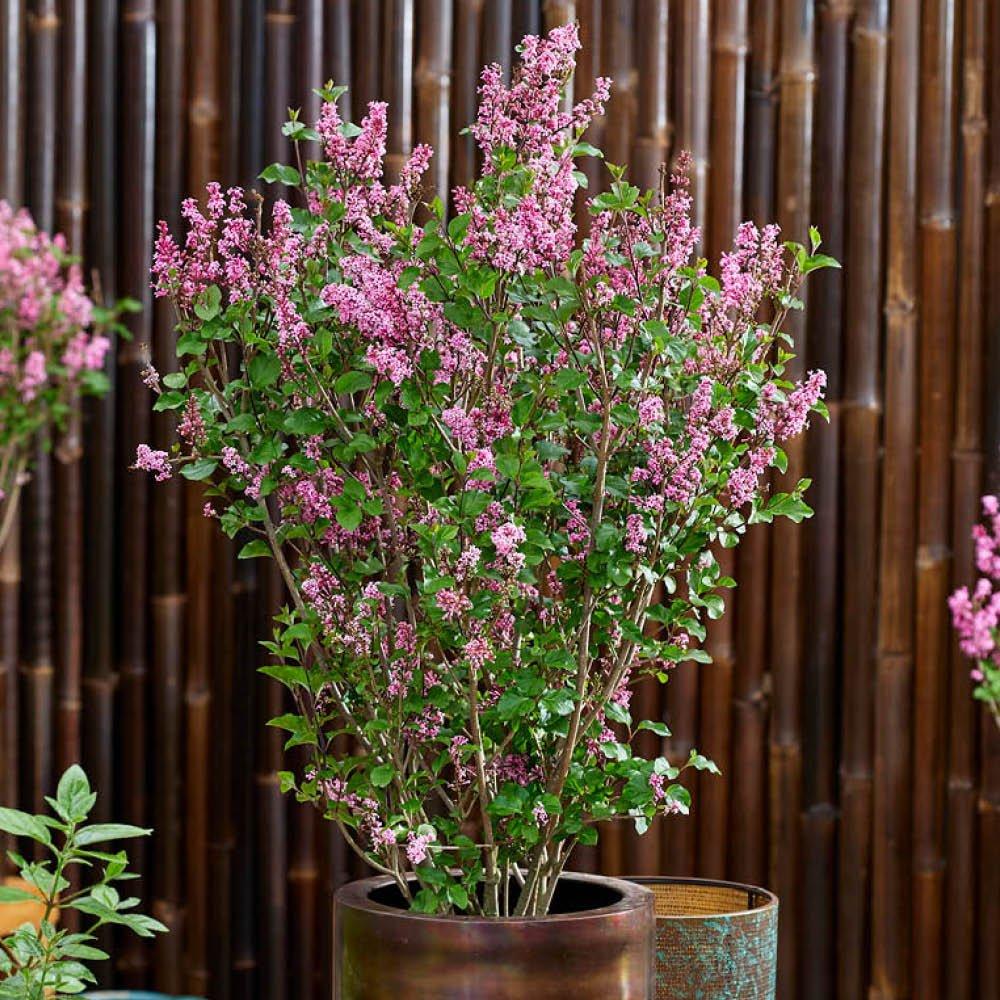 Multi - YouGarden - Fragrant Dwarf Lilac Collection (2 x 3L Pots) - 4