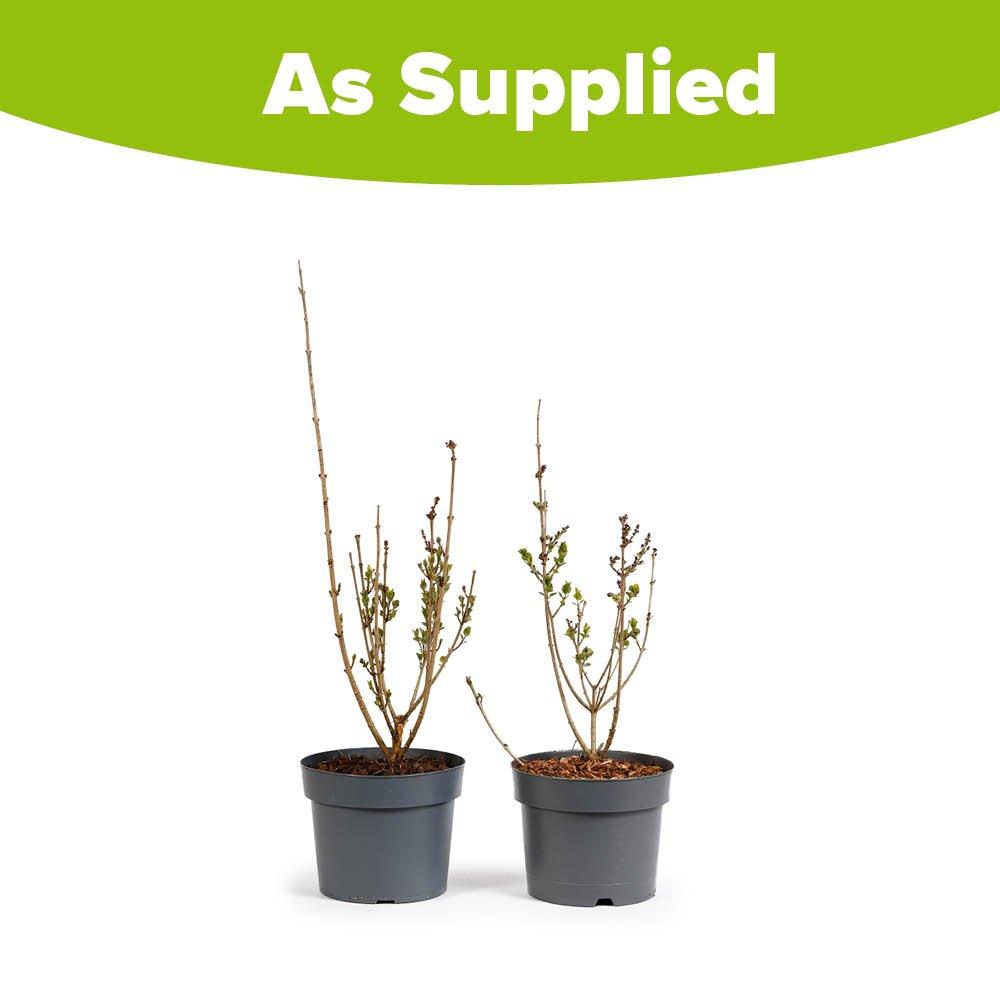 Multi - YouGarden - Fragrant Dwarf Lilac Collection (2 x 3L Pots) - 5