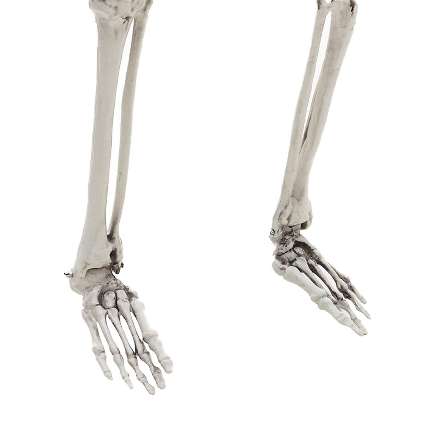 Distressed Whit - LIFE IDEAS - Realistic Skeleton Prop Decoration Posable Joints - 11
