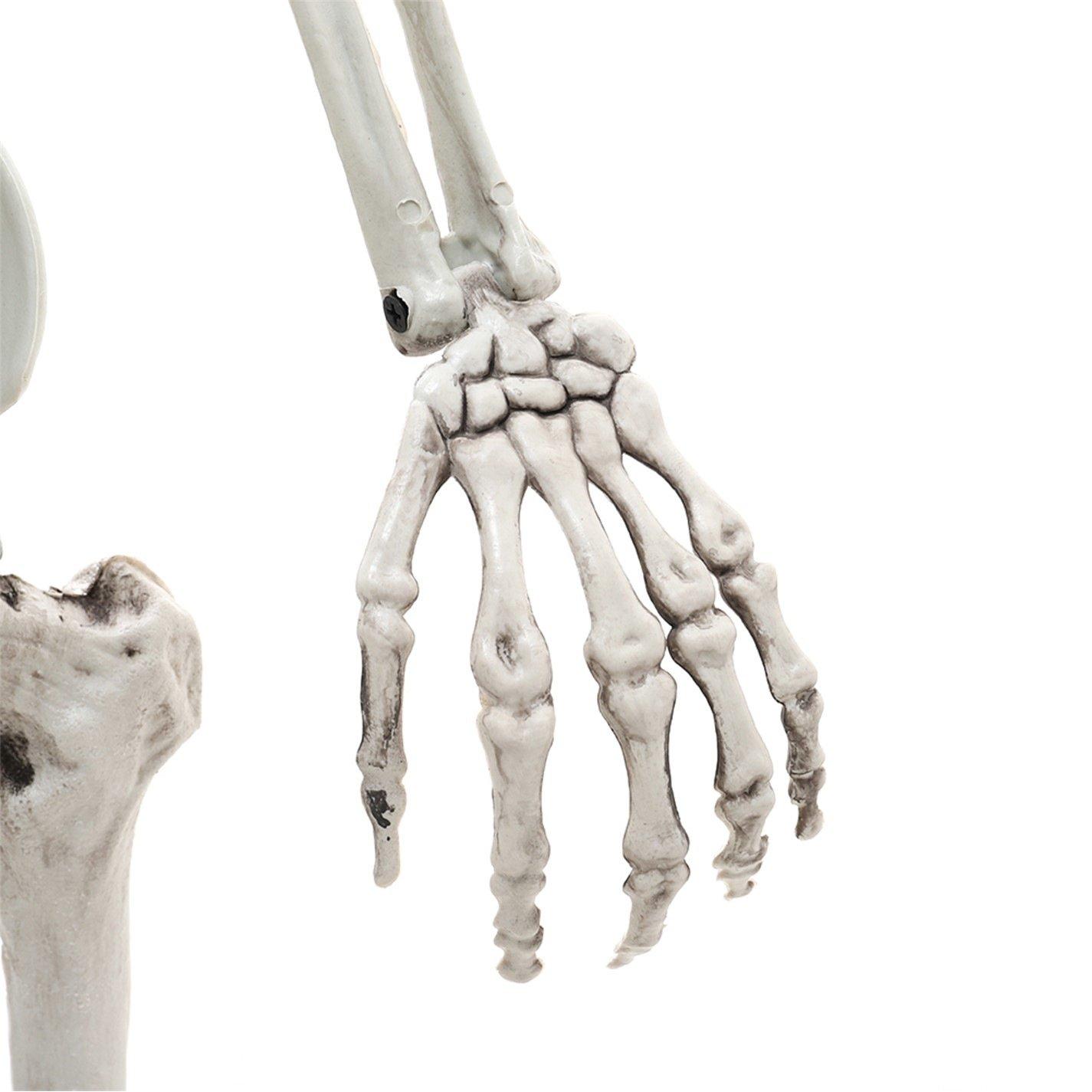 Distressed Whit - LIFE IDEAS - Realistic Skeleton Prop Decoration Posable Joints - 12