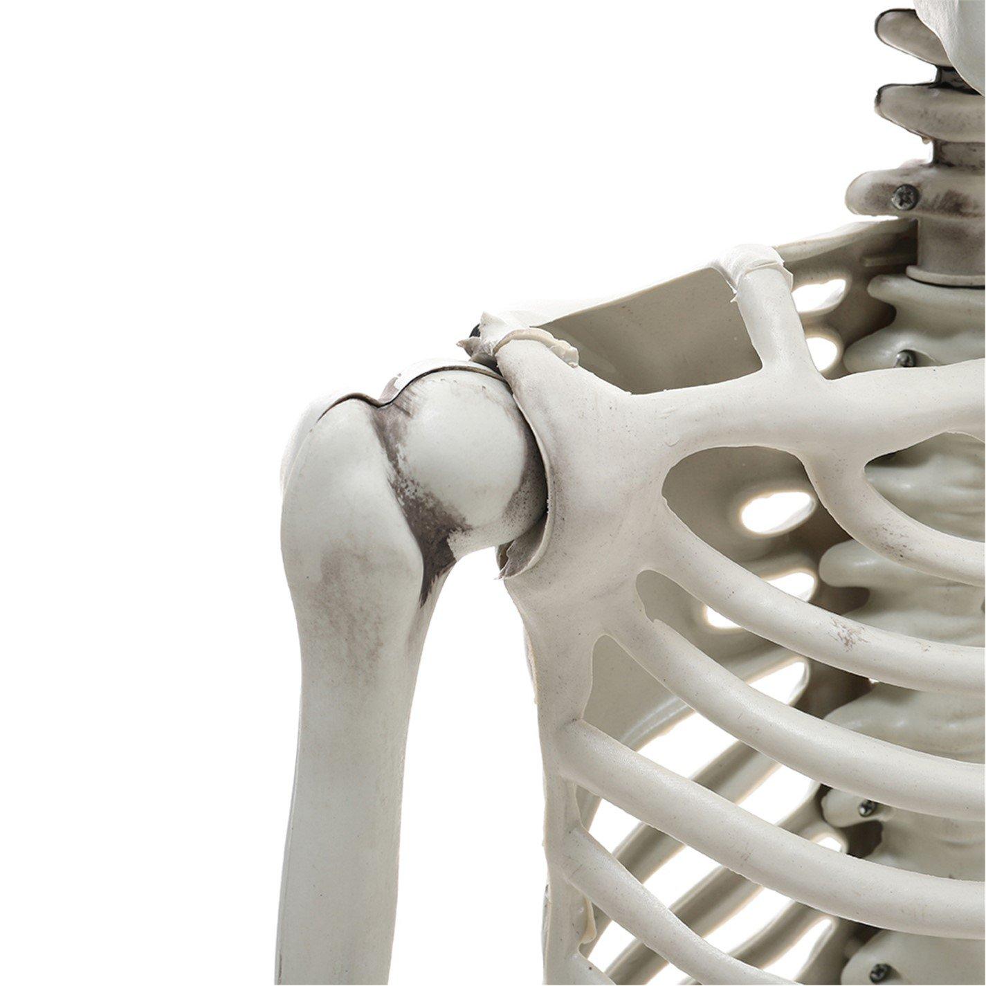 Distressed Whit - LIFE IDEAS - Realistic Skeleton Prop Decoration Posable Joints - 14