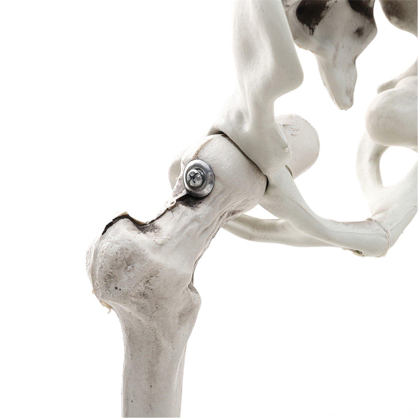 Distressed Whit - LIFE IDEAS - Realistic Skeleton Prop Decoration Posable Joints - 15