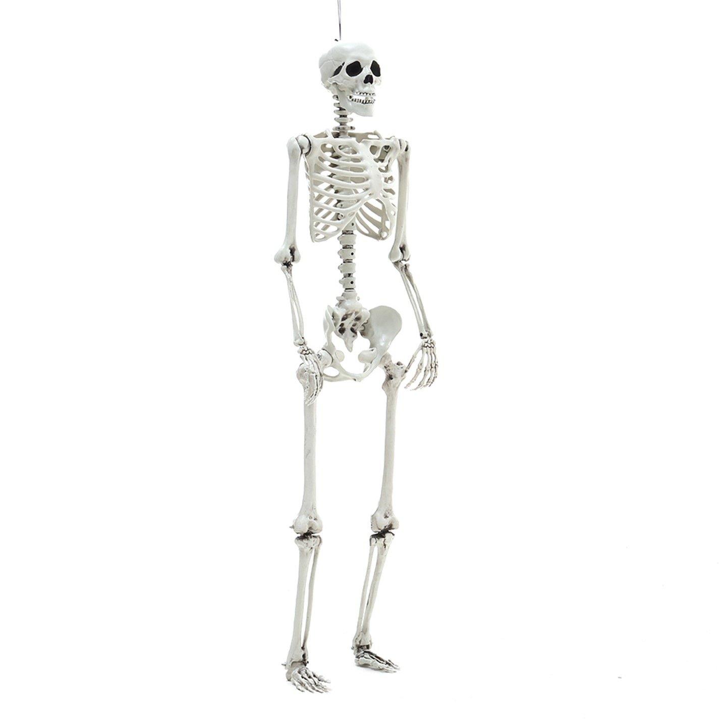 Distressed Whit - LIFE IDEAS - Realistic Skeleton Prop Decoration Posable Joints - 5