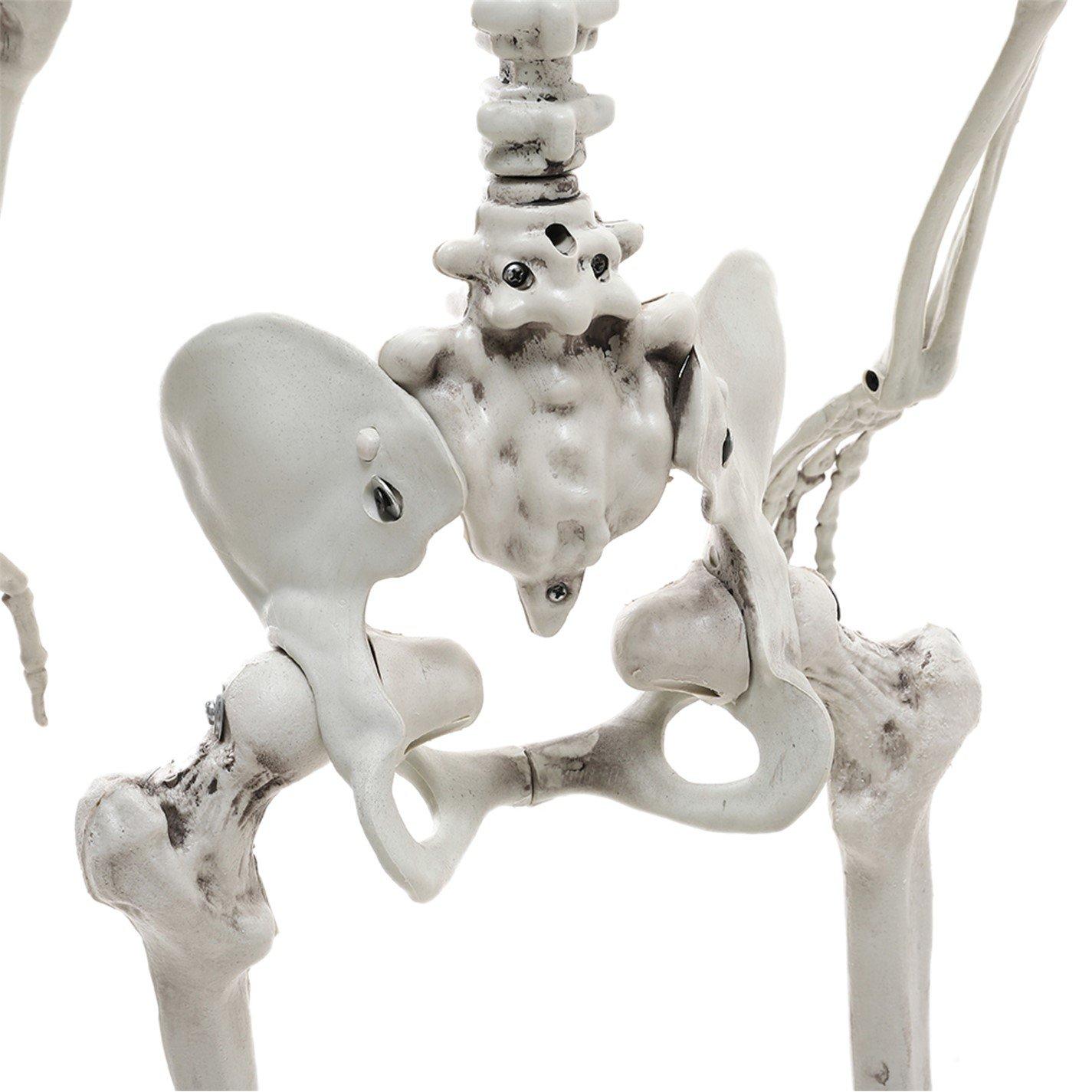 Distressed Whit - LIFE IDEAS - Realistic Skeleton Prop Decoration Posable Joints - 10