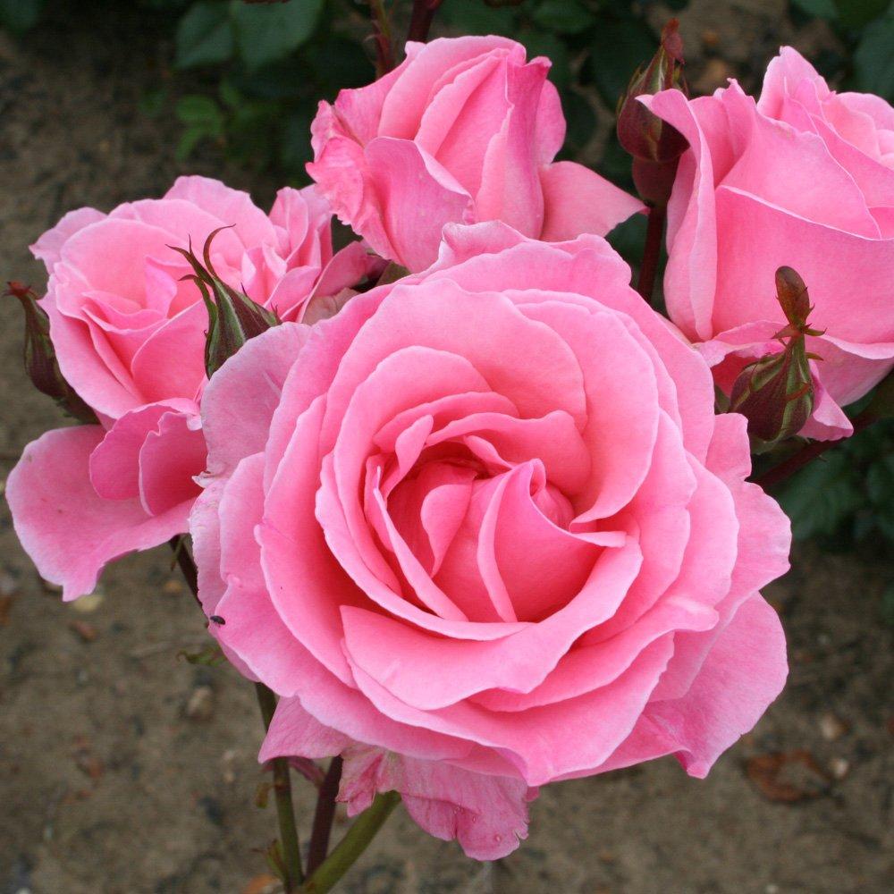 Pink - YouGarden - Rose Queen Elizabeth (4L Pot) - 1
