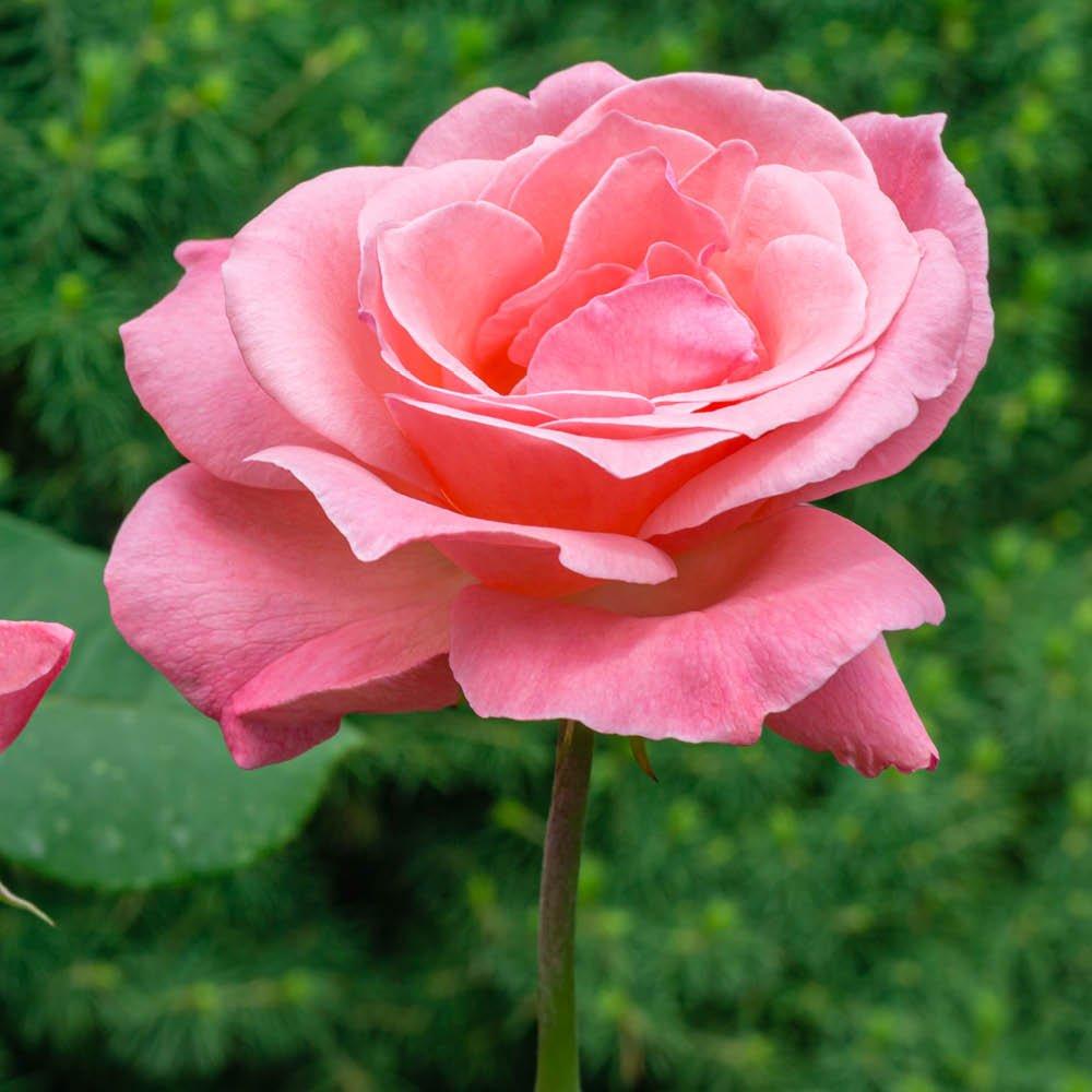 Pink - YouGarden - Rose Queen Elizabeth (4L Pot) - 3