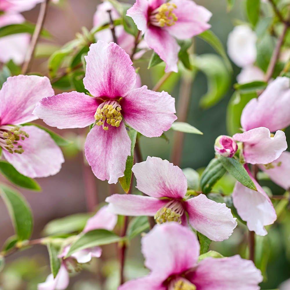 Multi - YouGarden - Philadelphus Petite Perfume Collection 3 x 9cm Pot - 1