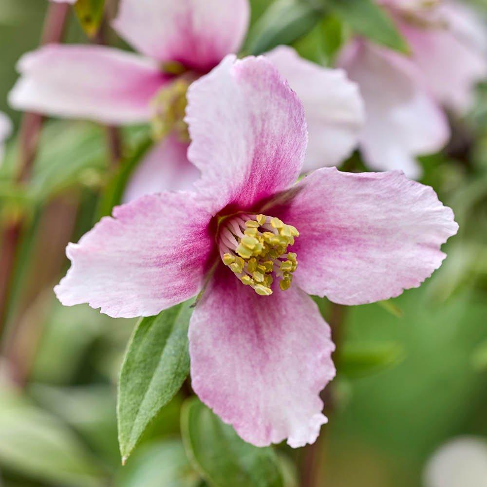 Multi - YouGarden - Philadelphus Petite Perfume Collection 3 x 9cm Pot - 2