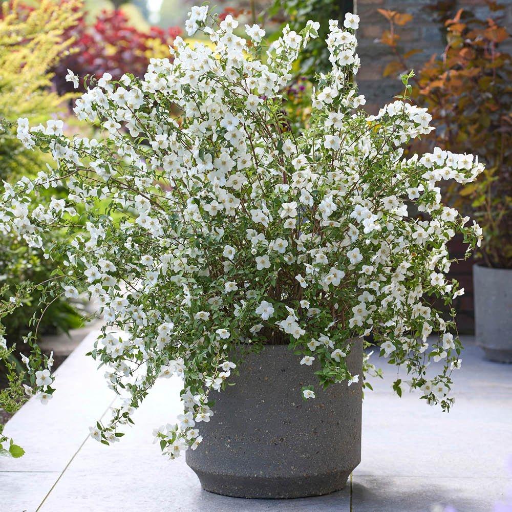 Multi - YouGarden - Philadelphus Petite Perfume Collection 3 x 9cm Pot - 4