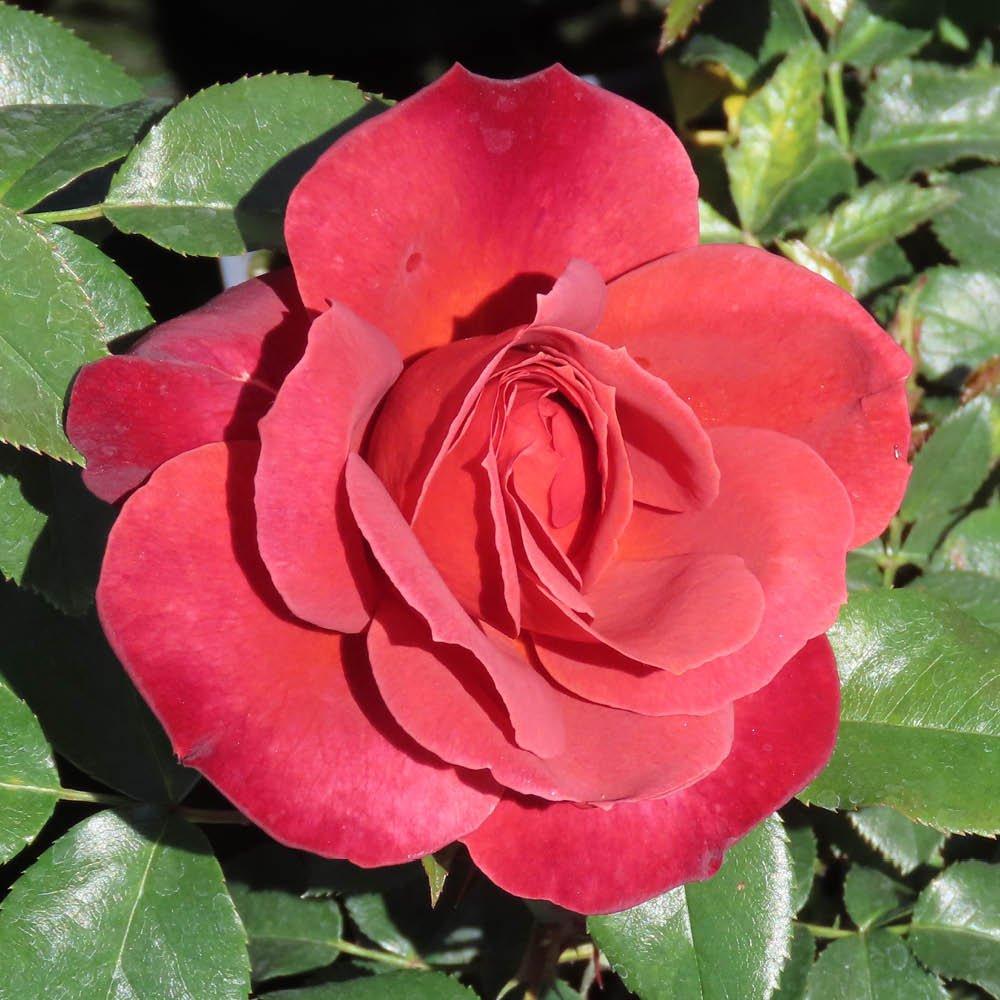 Yougarden  Rose Hot Chocolate (4L Pot) - Red - 4L Pot