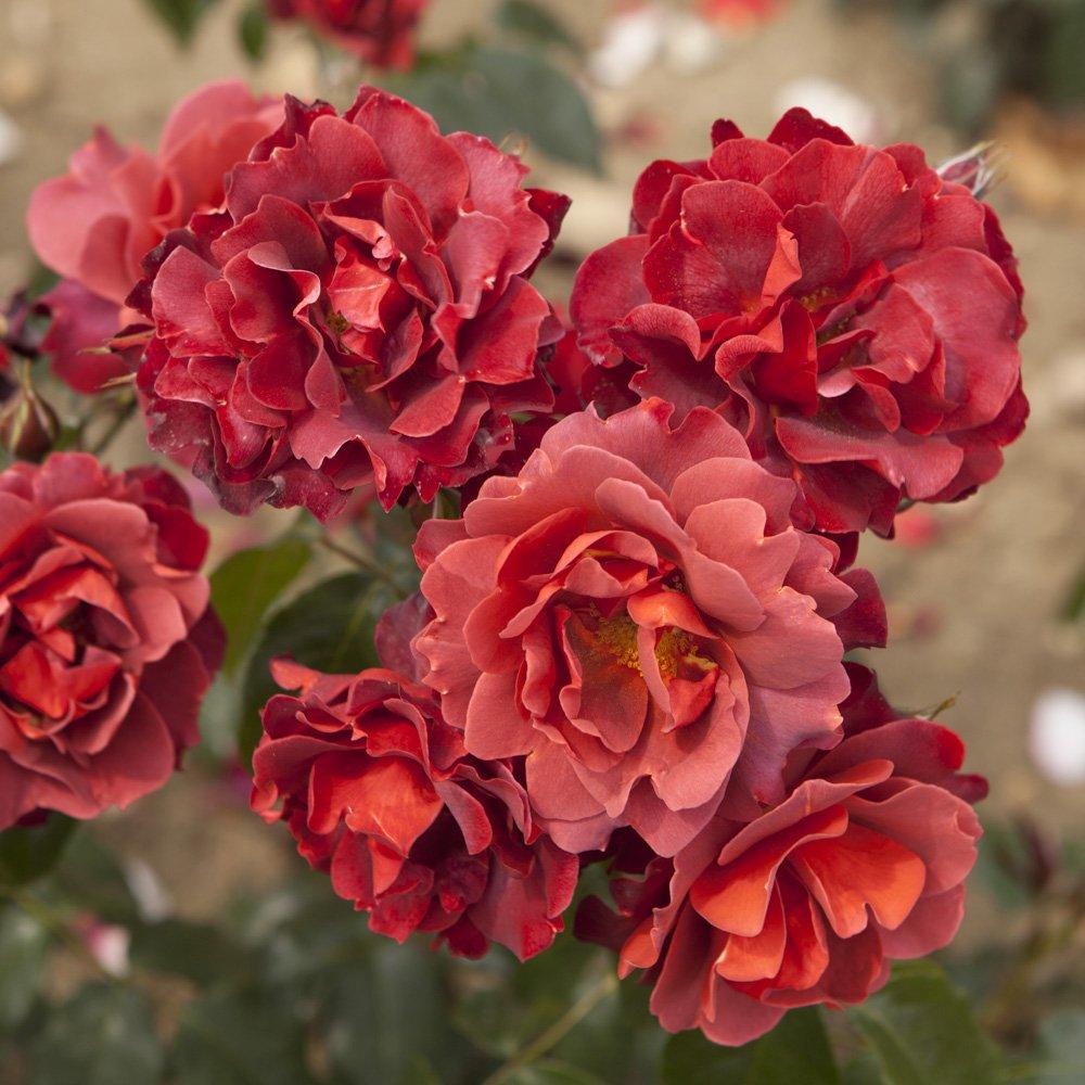 Red - YouGarden - Rose Hot Chocolate (4L Pot) - 2