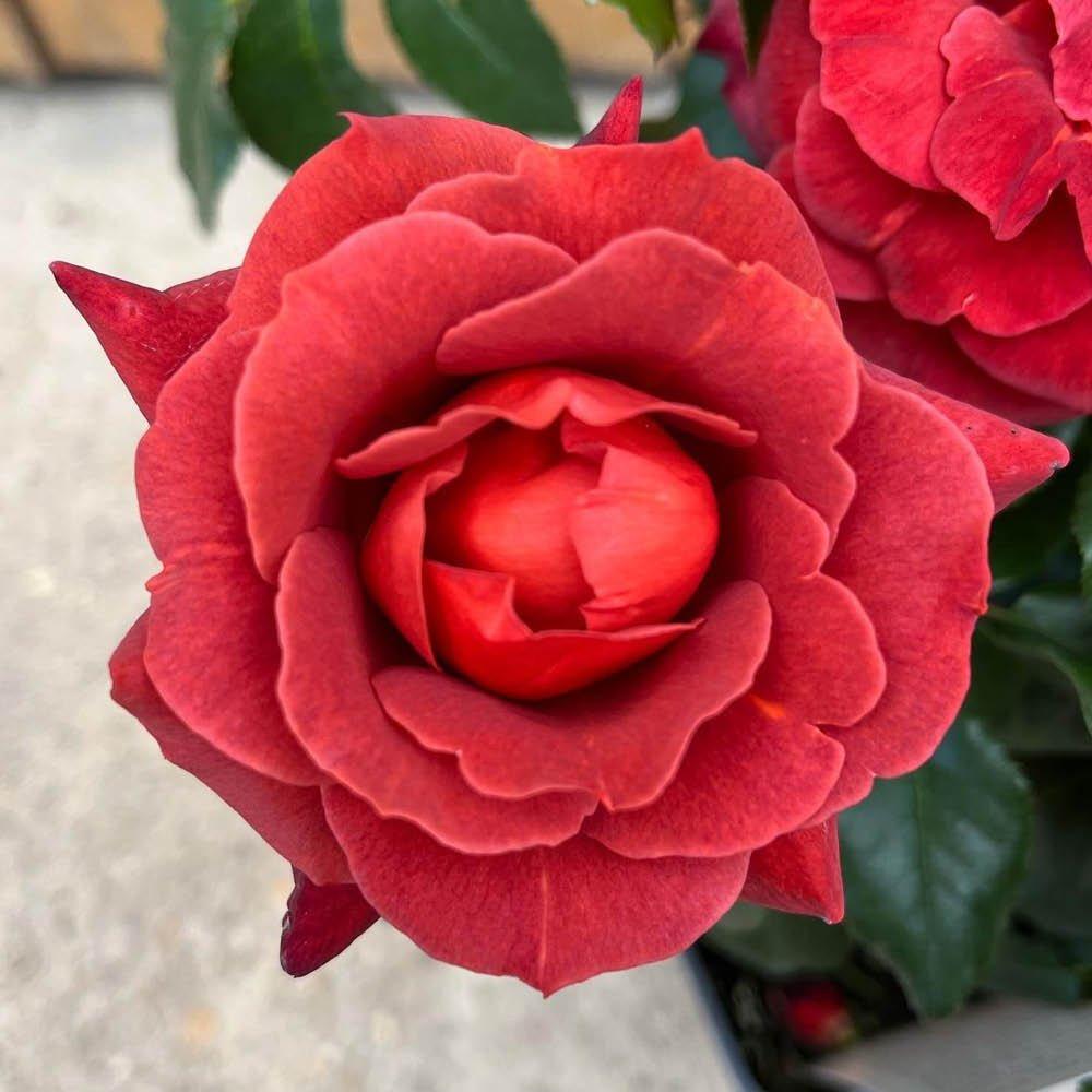 Red - YouGarden - Rose Hot Chocolate (4L Pot) - 3