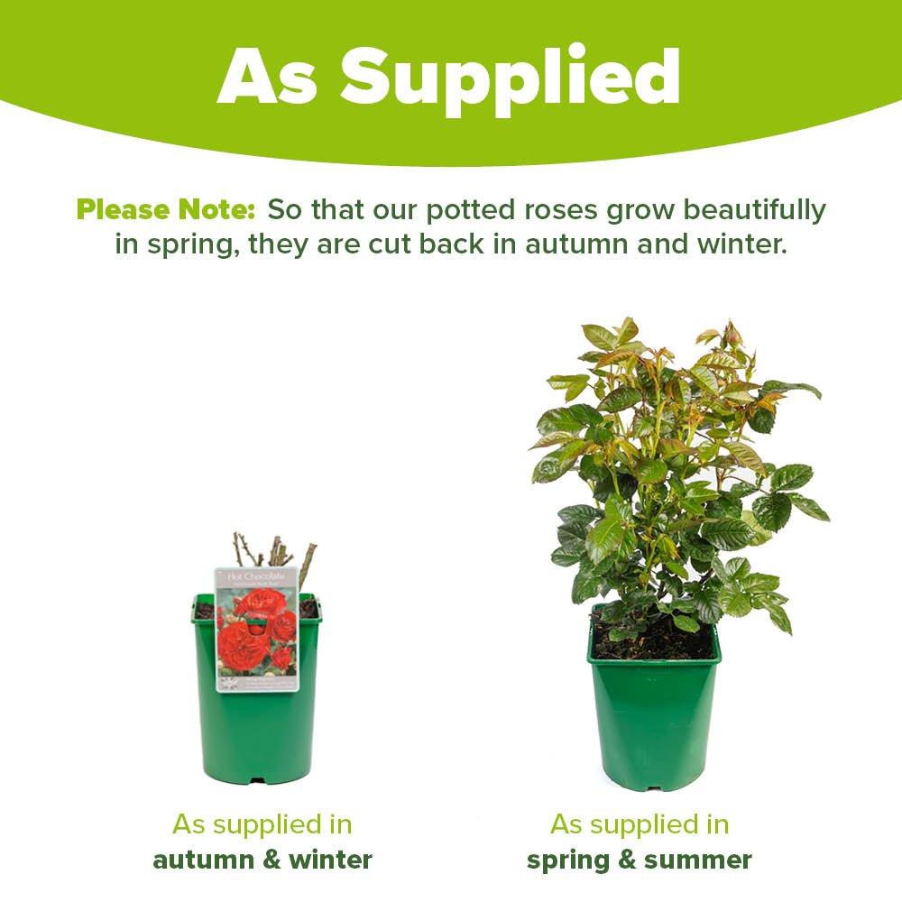Red - YouGarden - Rose Hot Chocolate (4L Pot) - 5