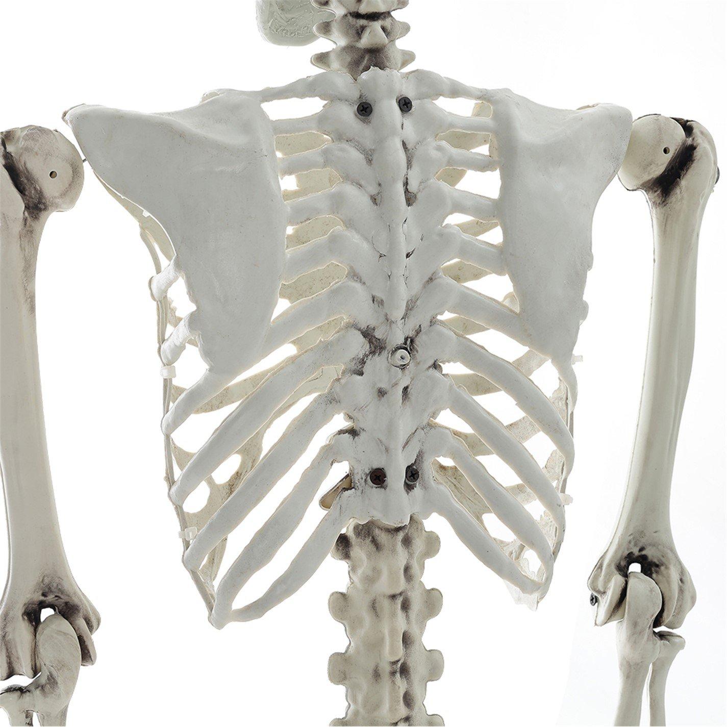 Distressed Whit - LIFE IDEAS - Realistic Skeleton Prop Decoration Posable Joints - 12