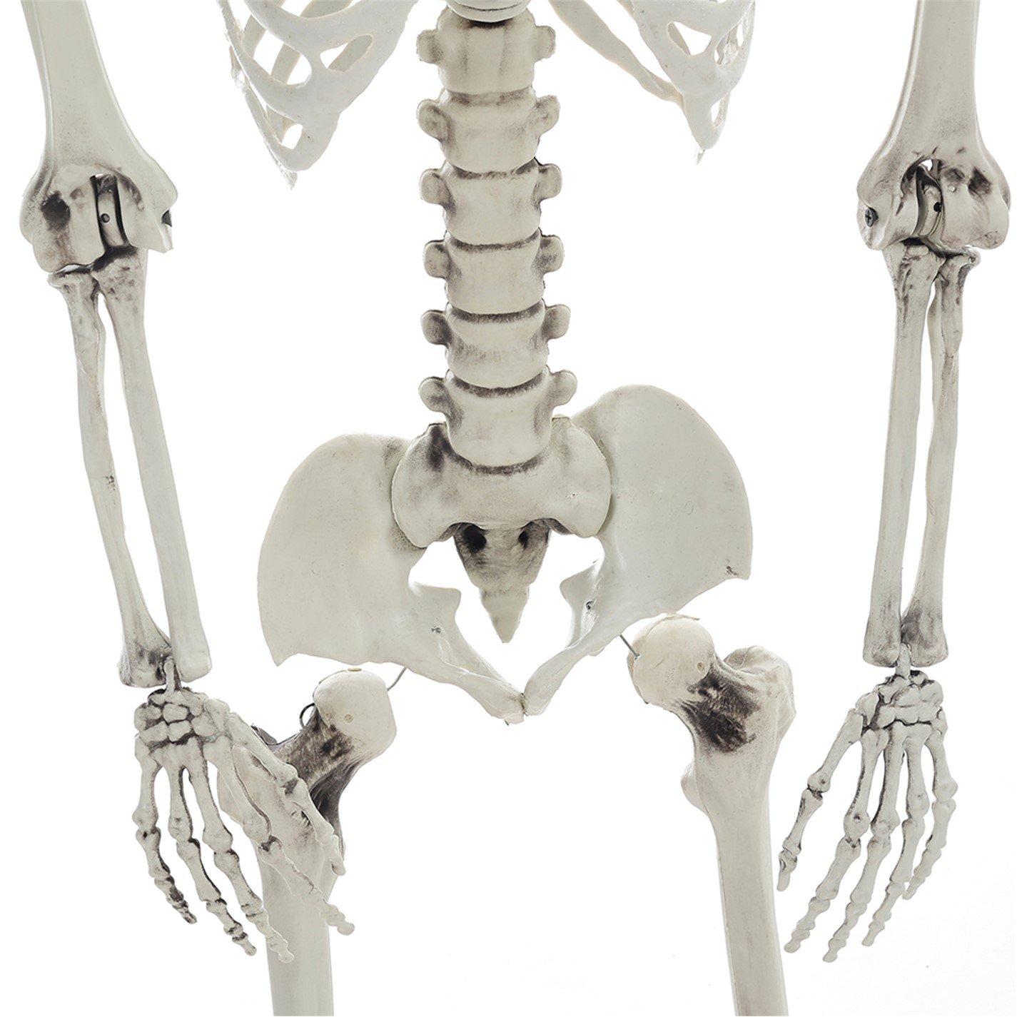 Distressed Whit - LIFE IDEAS - Realistic Skeleton Prop Decoration Posable Joints - 13