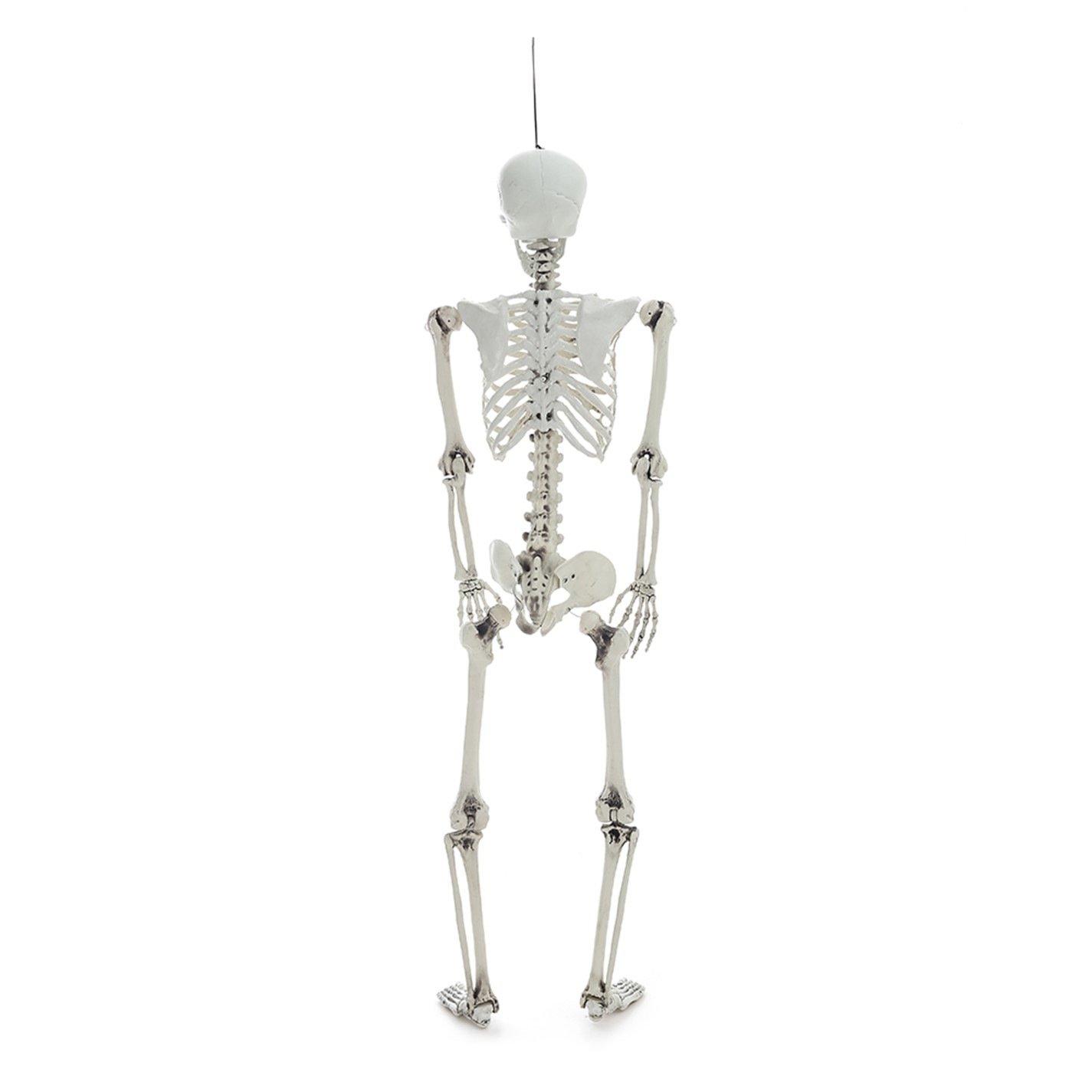 Distressed Whit - LIFE IDEAS - Realistic Skeleton Prop Decoration Posable Joints - 7