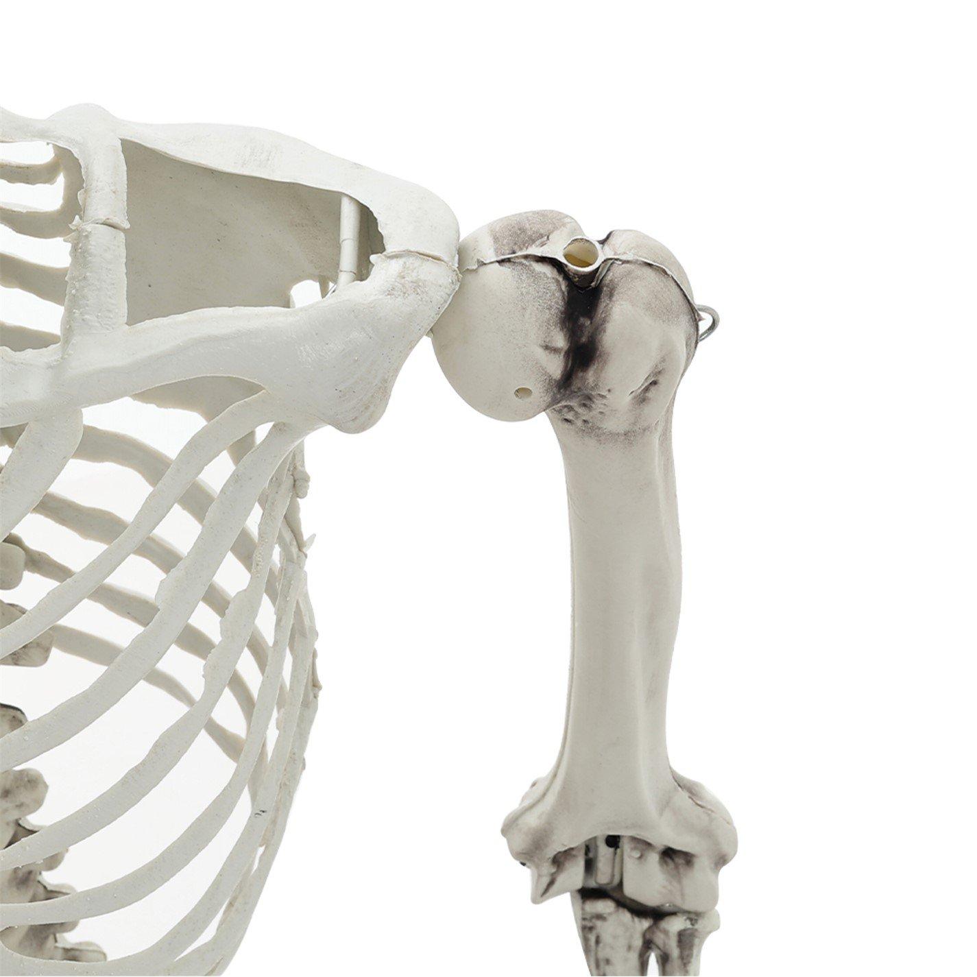 Distressed Whit - LIFE IDEAS - Realistic Skeleton Prop Decoration Posable Joints - 10