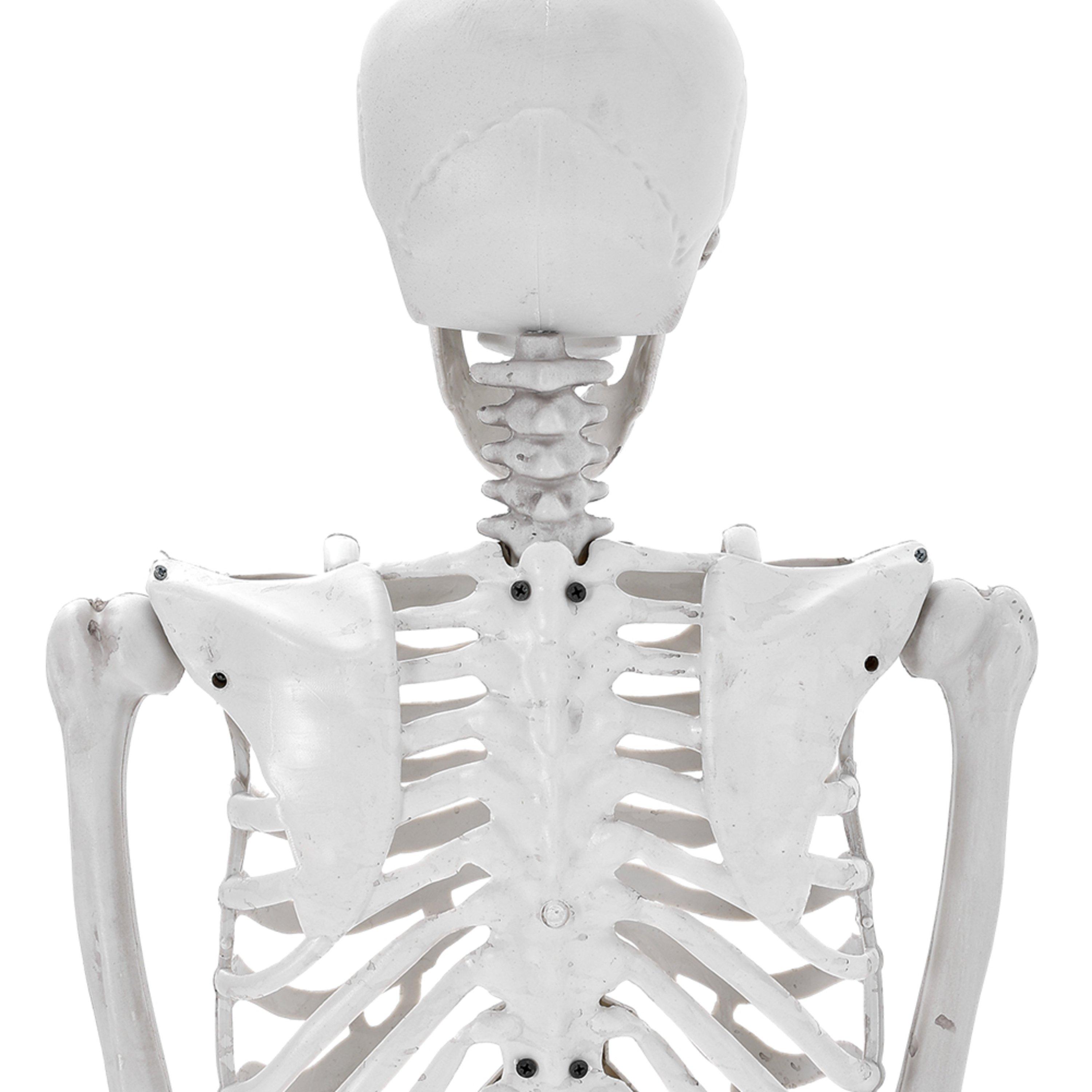 Distressed Whit - LIFE IDEAS - Skeleton Props for Halloween Party Decoration - 10