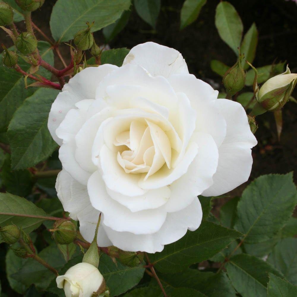 White - YouGarden - Rose Iceberg (4L Pot) - 1