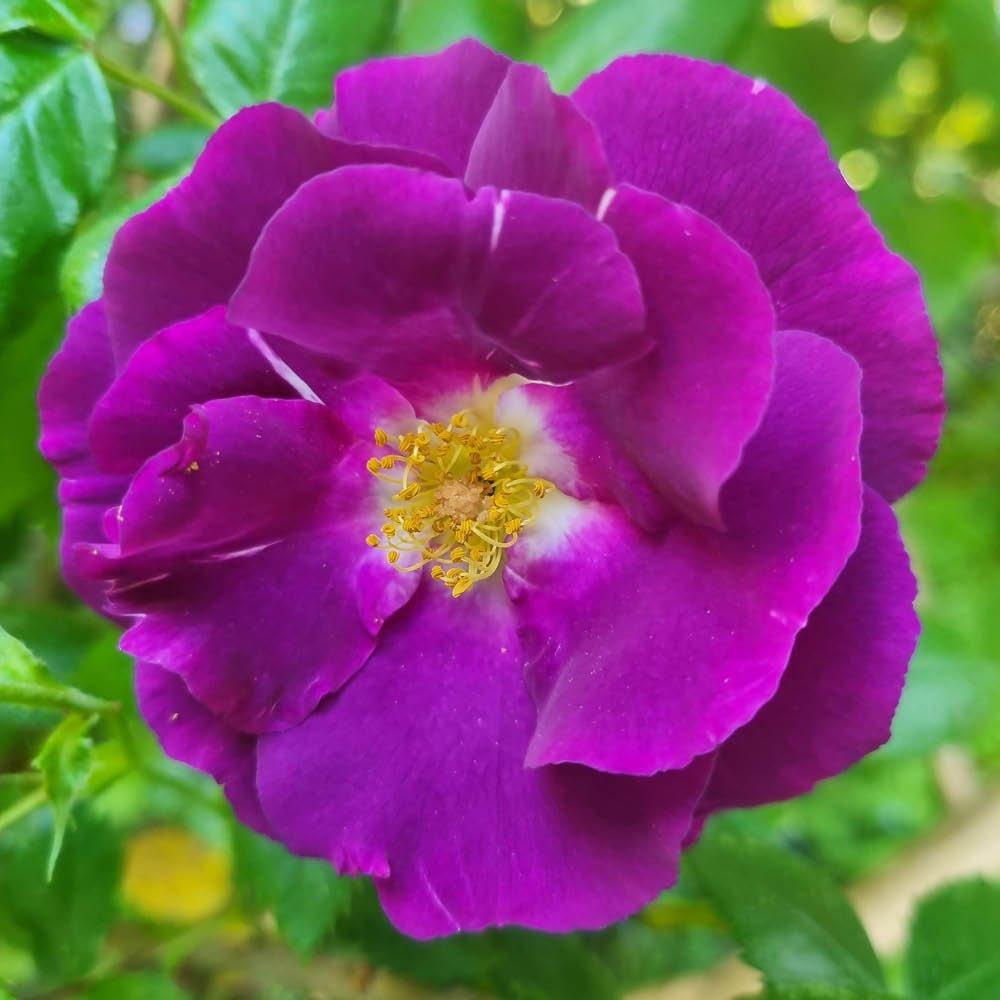 Purple - YouGarden - Rose Rhapsody in Blue (4L Pot) - 1