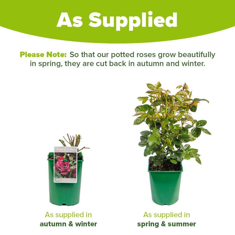 Purple - YouGarden - Rose Rhapsody in Blue (4L Pot) - 4