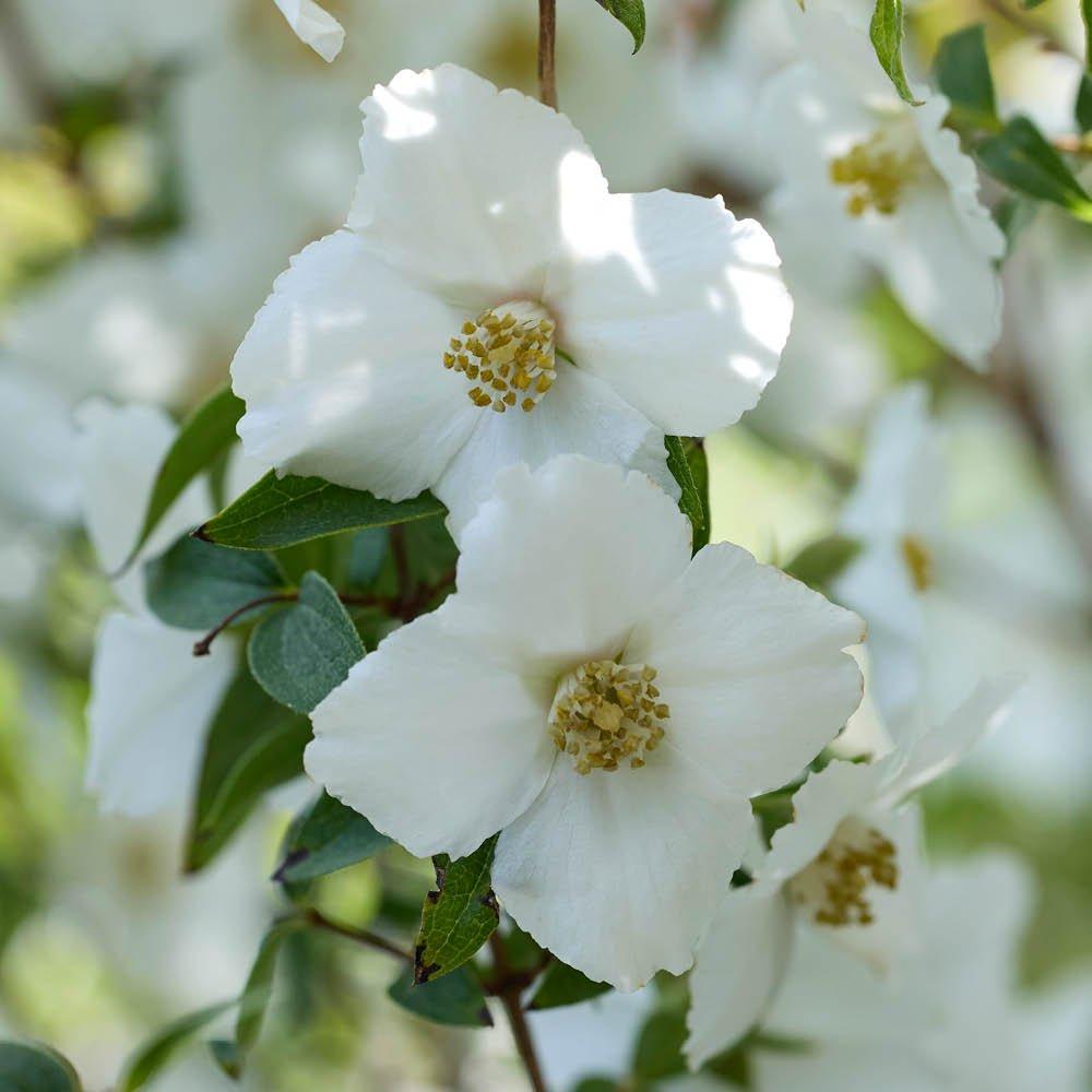White - YouGarden - Philadelphus Petite Perfume White (3L Pot) - 1
