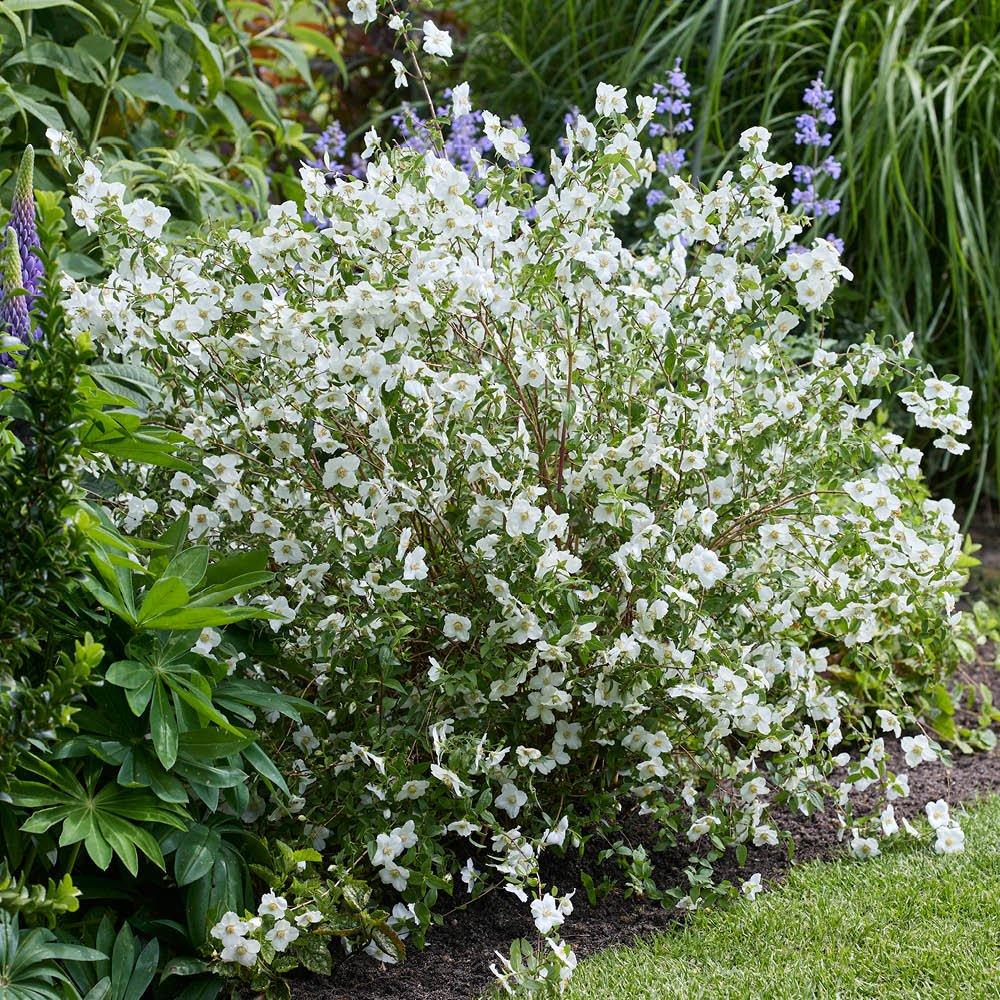 White - YouGarden - Philadelphus Petite Perfume White (3L Pot) - 2
